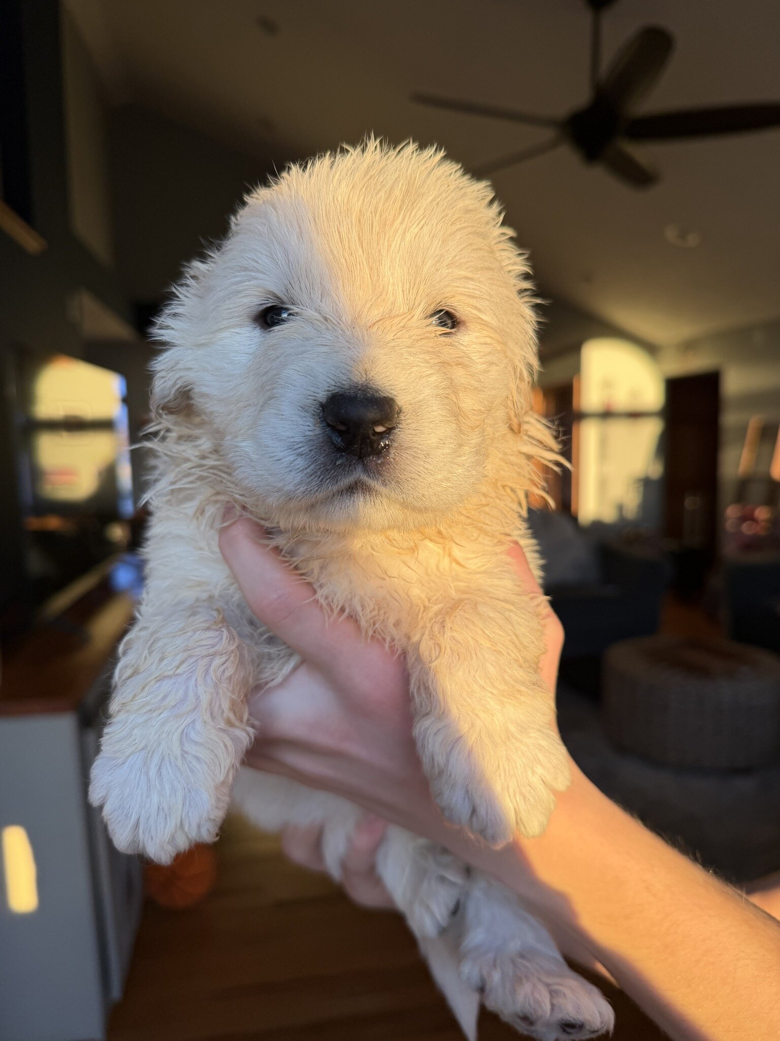 Great Pyrenees Puppies – Livestock Guardian Dogs – image 4