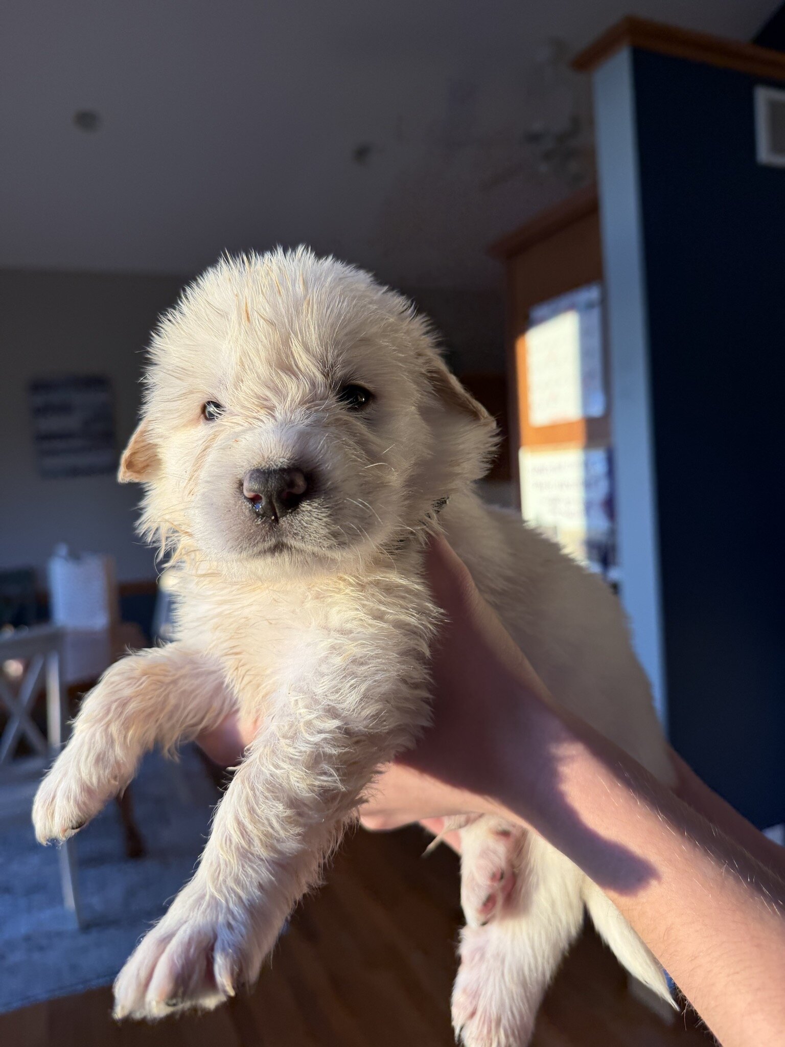 Great Pyrenees Puppies – Livestock Guardian Dogs – image 7