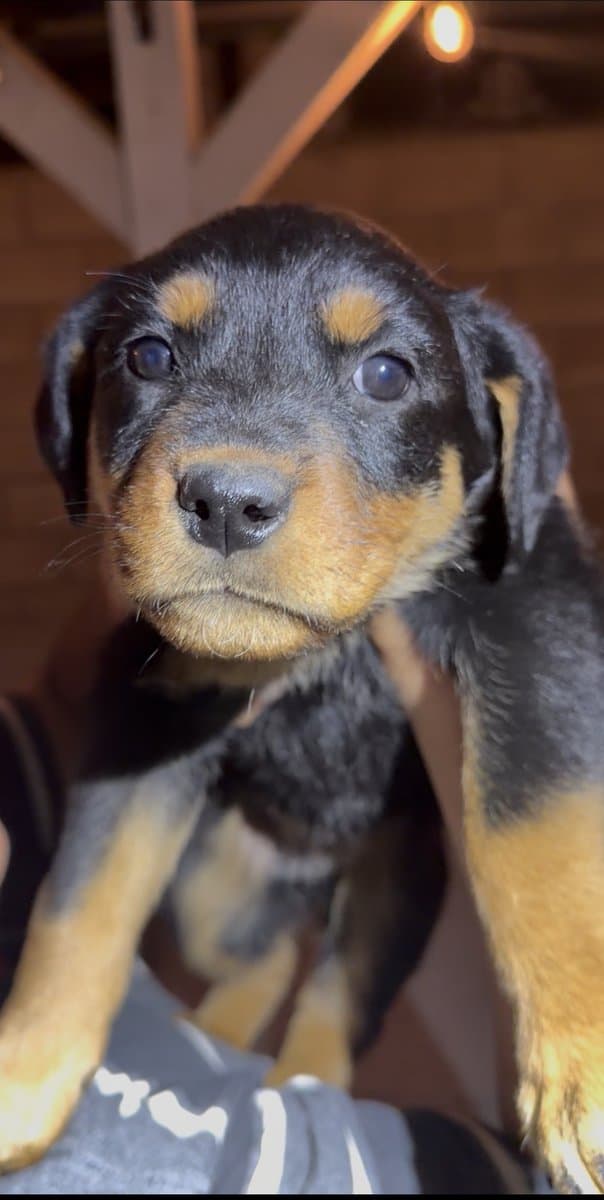 Rottweiler Puppies image 1