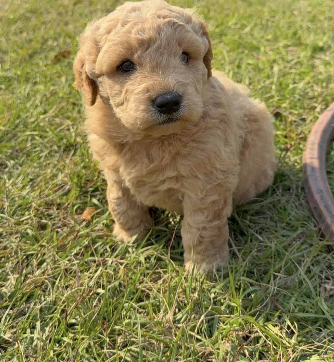 3 goldendoodle/bichon puppies image 2