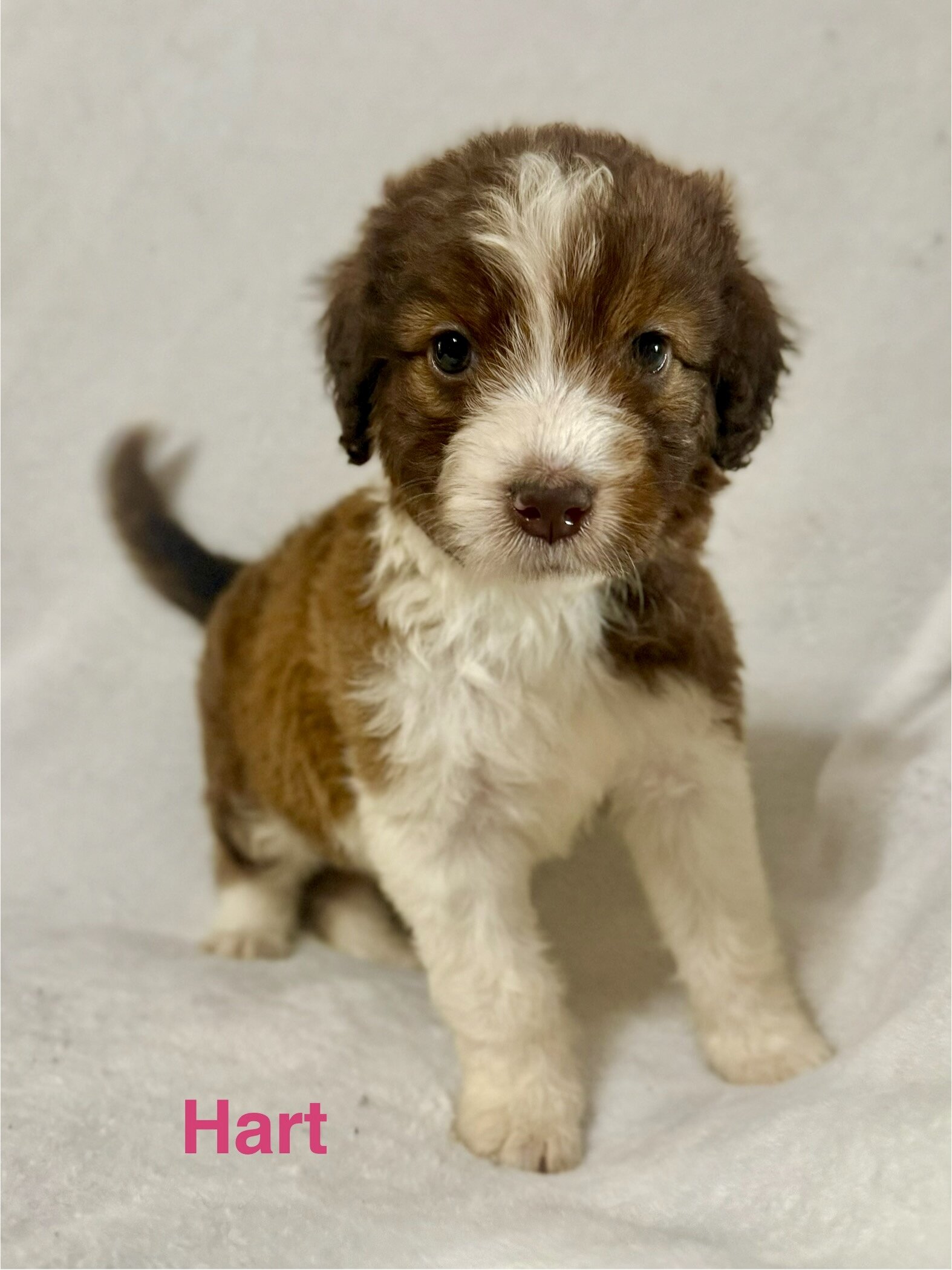 Aussiedoodles puppies image 1