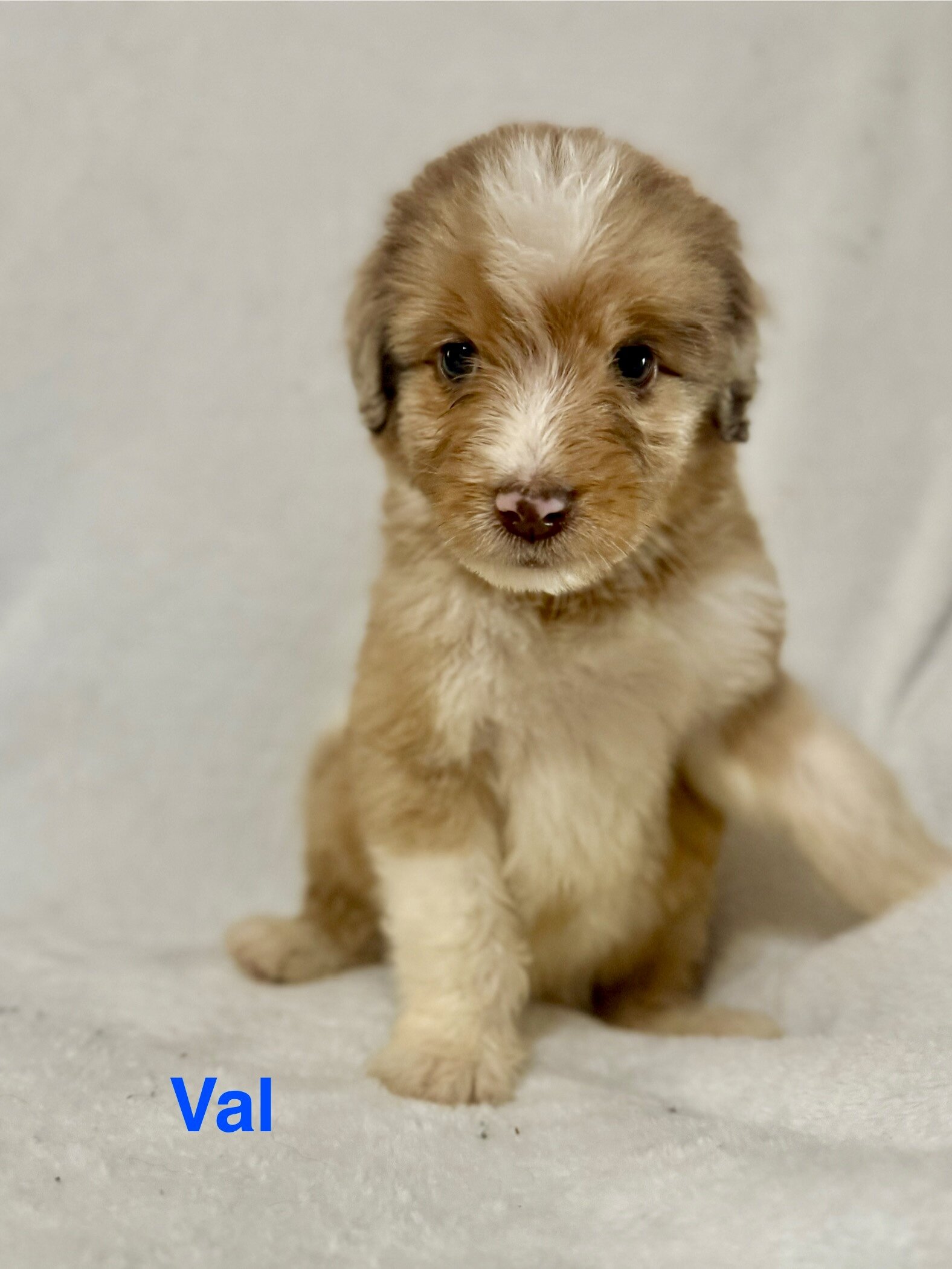 Aussiedoodles puppies image 2