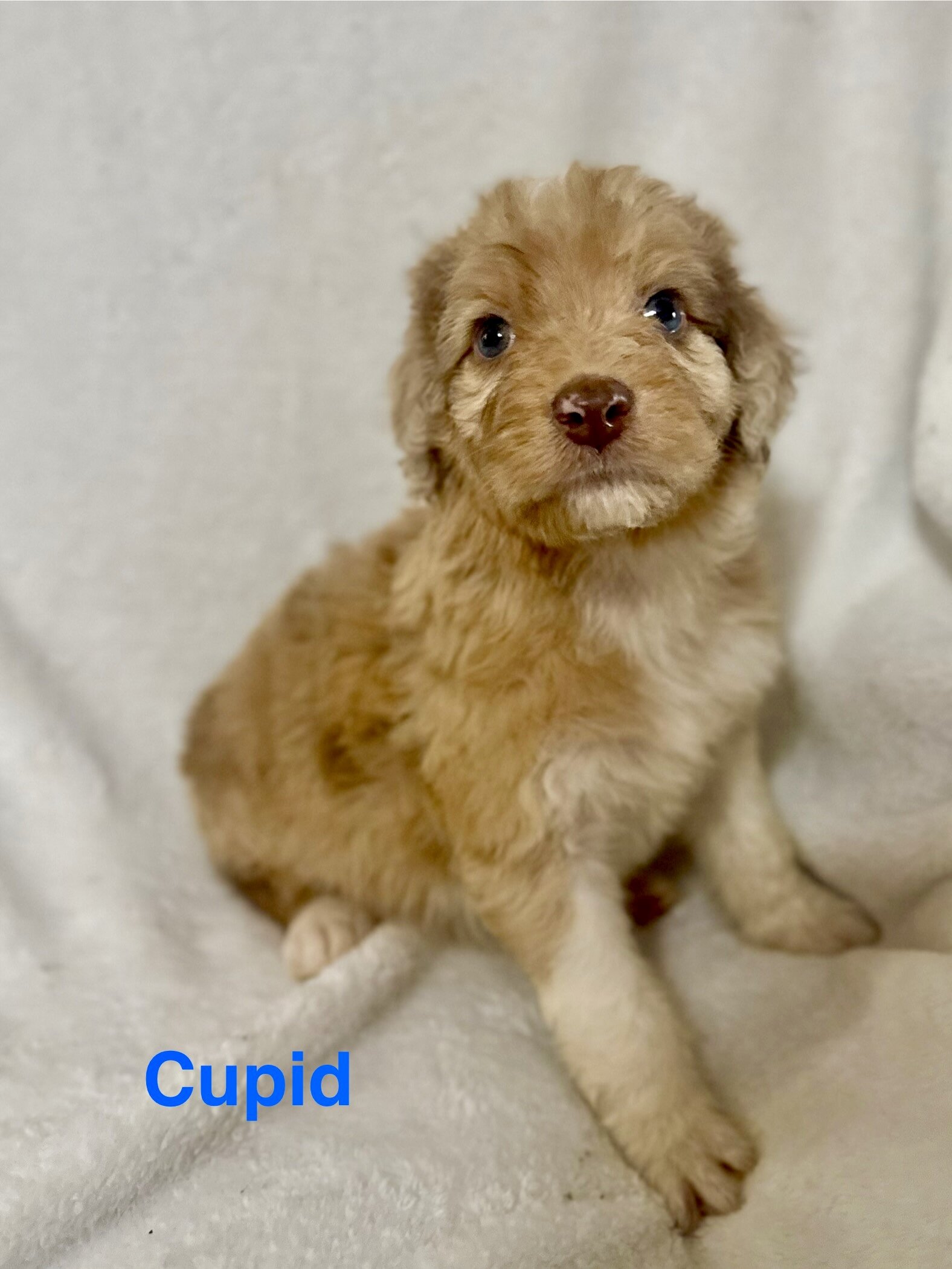 Aussiedoodles puppies image 3