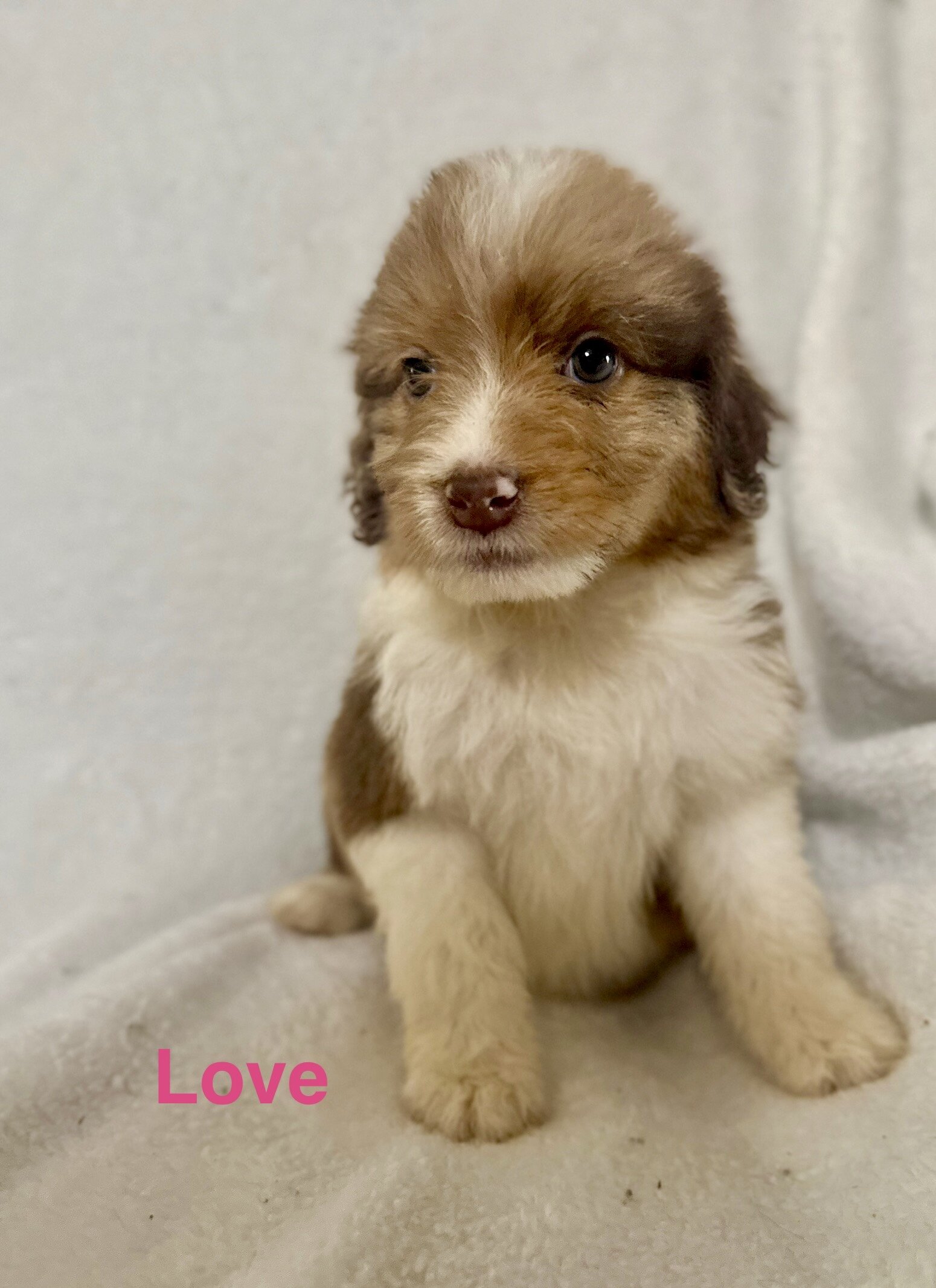 Aussiedoodles puppies image 4