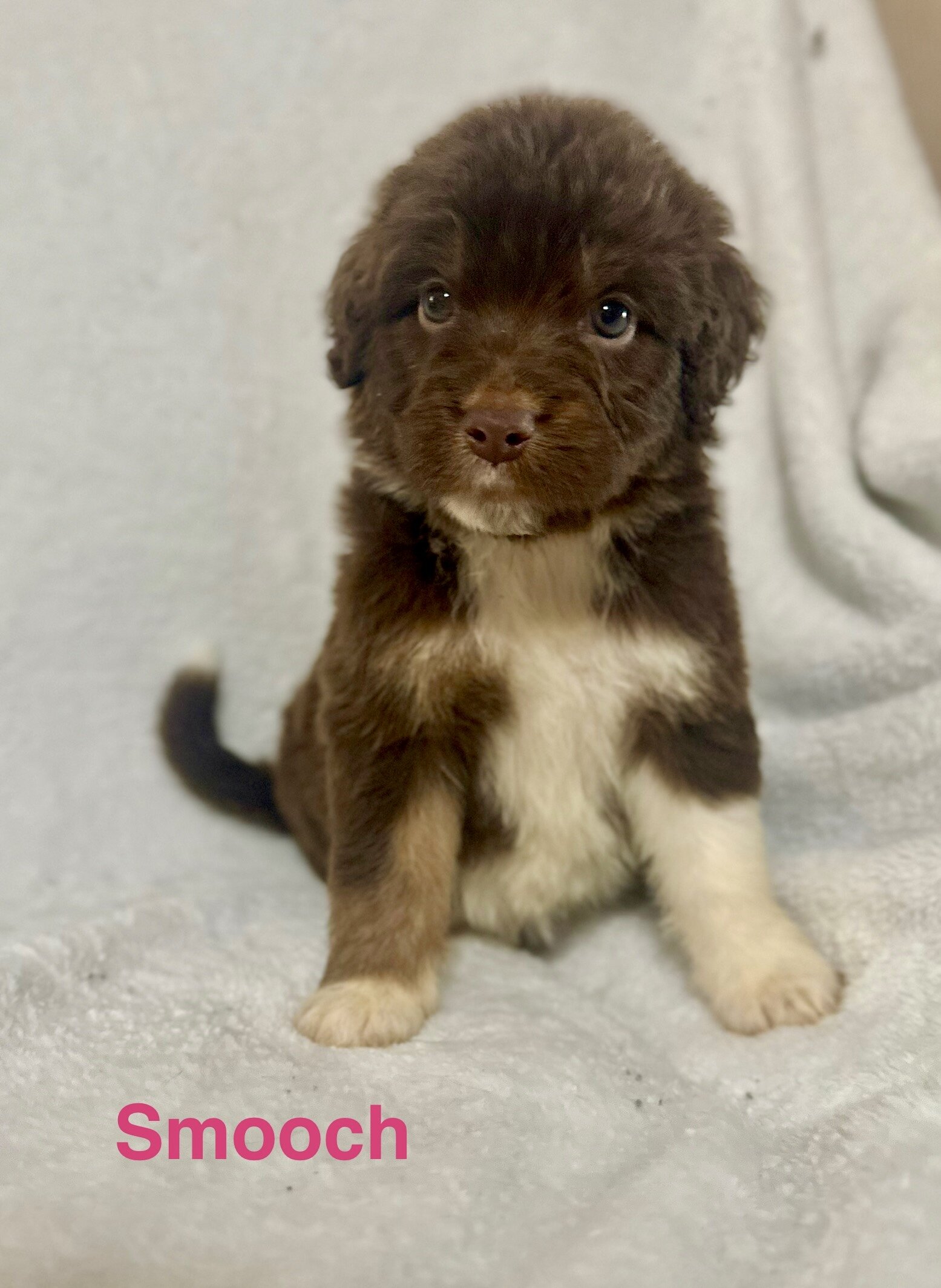 Aussiedoodles puppies image 5