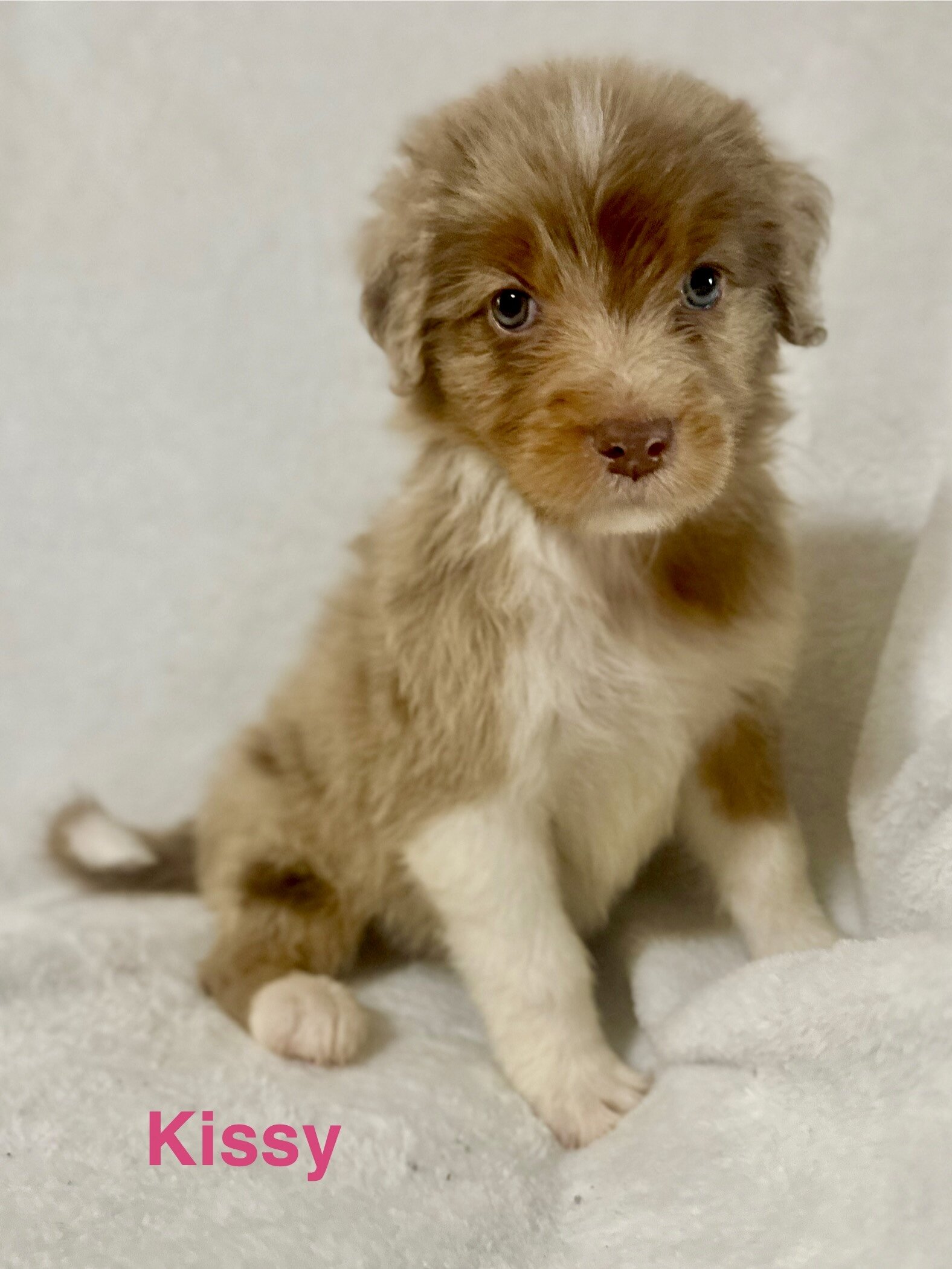 Aussiedoodles puppies image 6