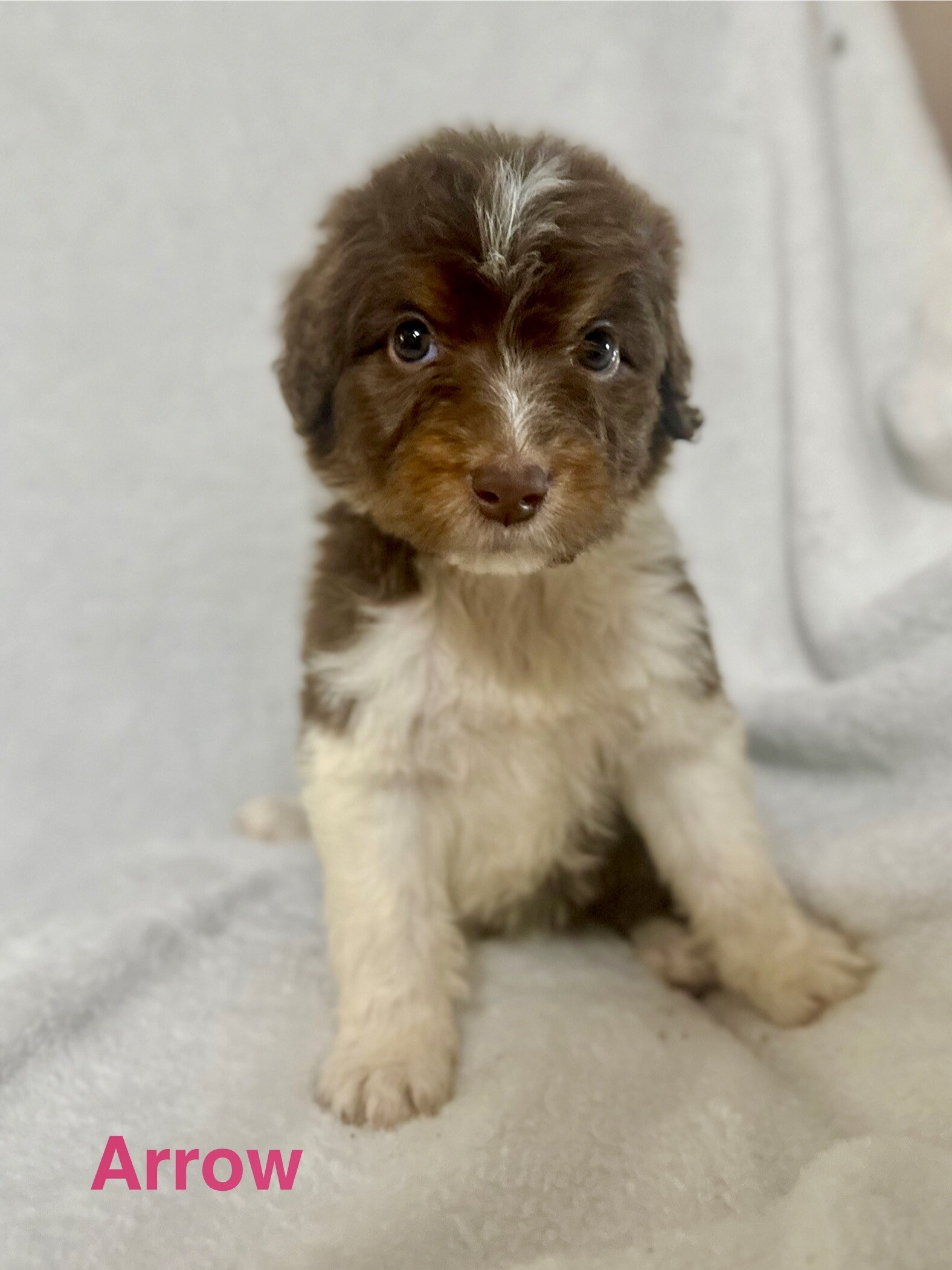 Aussiedoodles puppies image 7