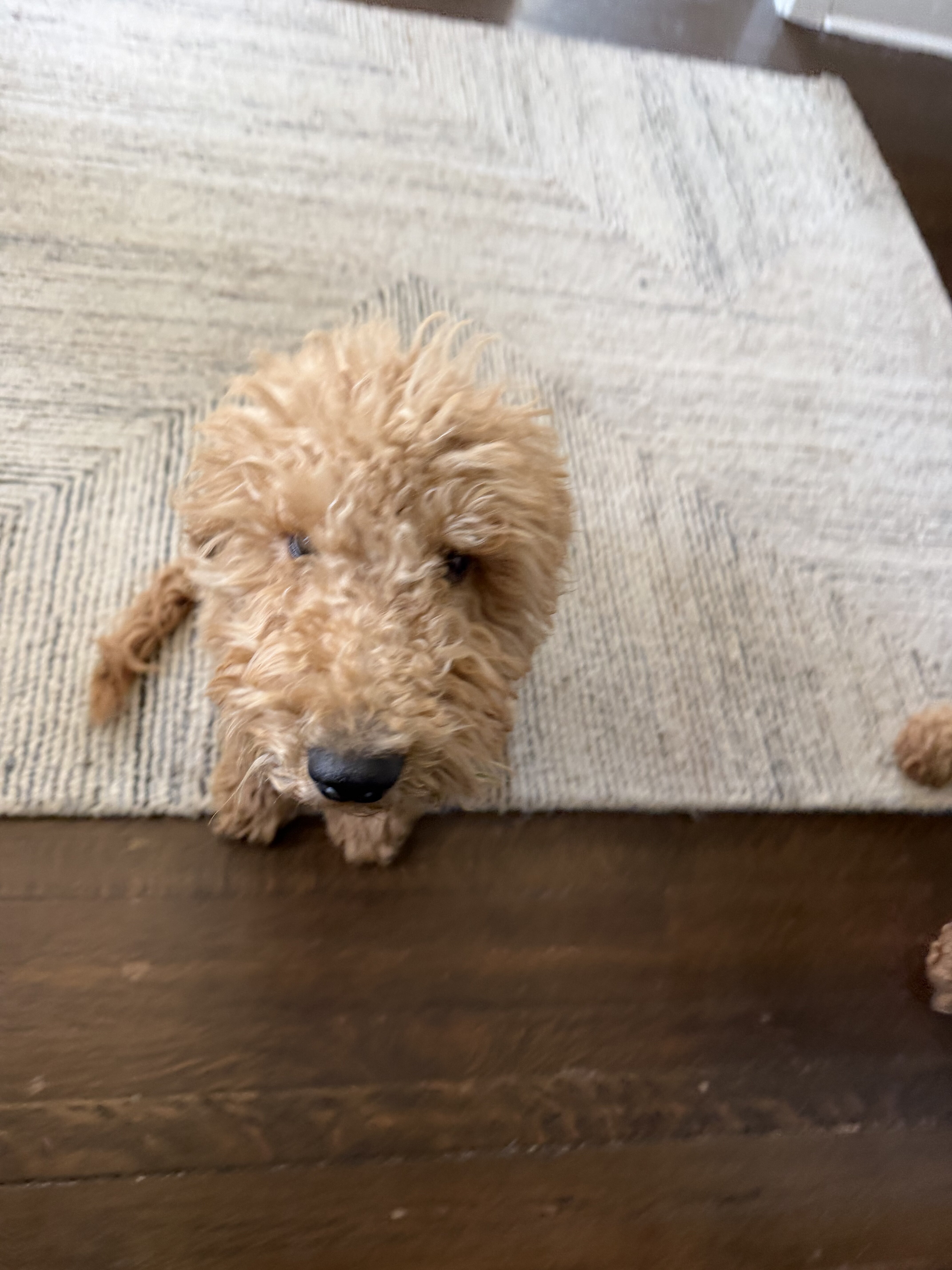 Golden doodle image 4