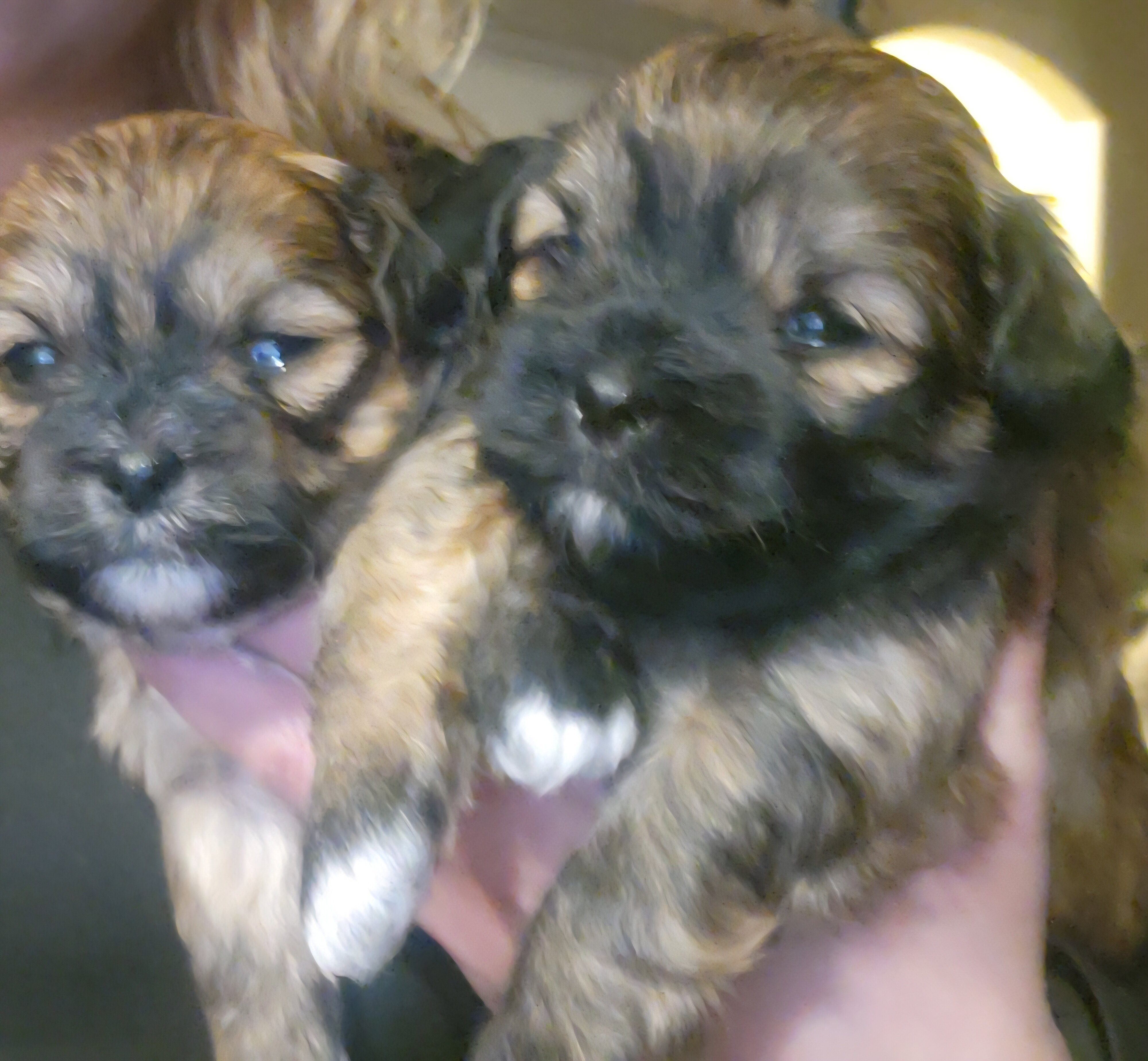 Bichpoo puppies image 9