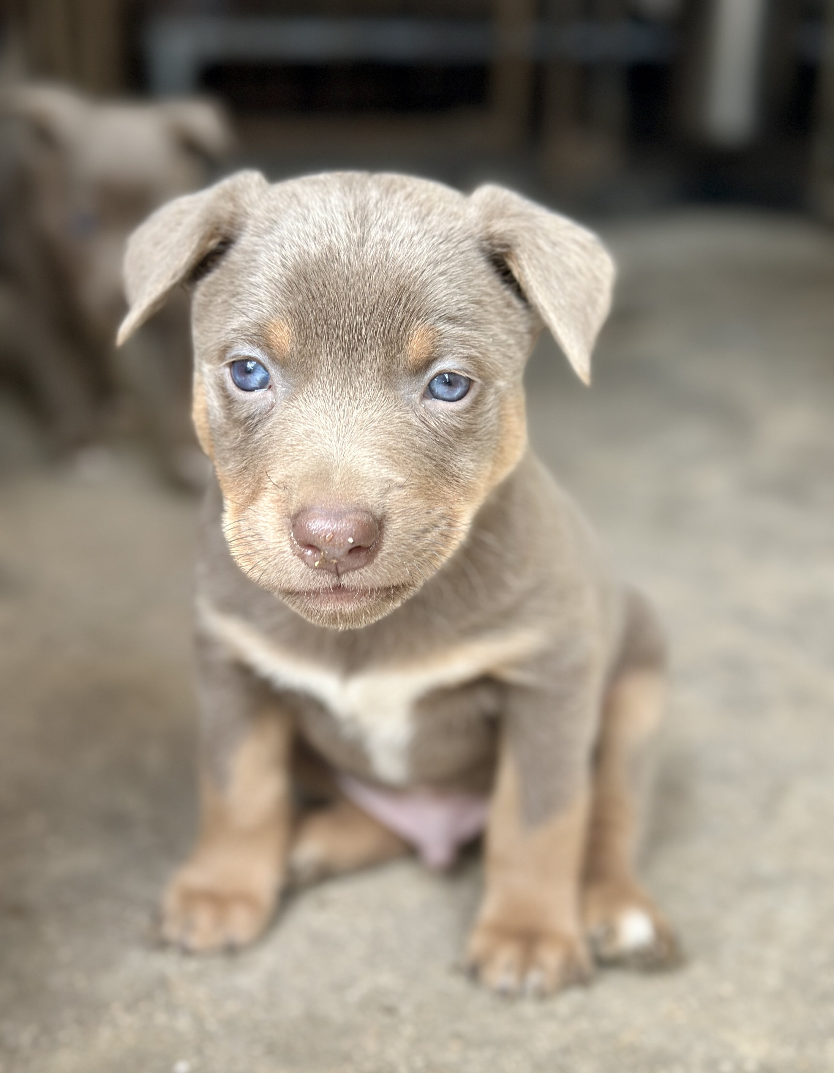 Australian Kelpie/Border Collie pups  2/23,/26 image 1
