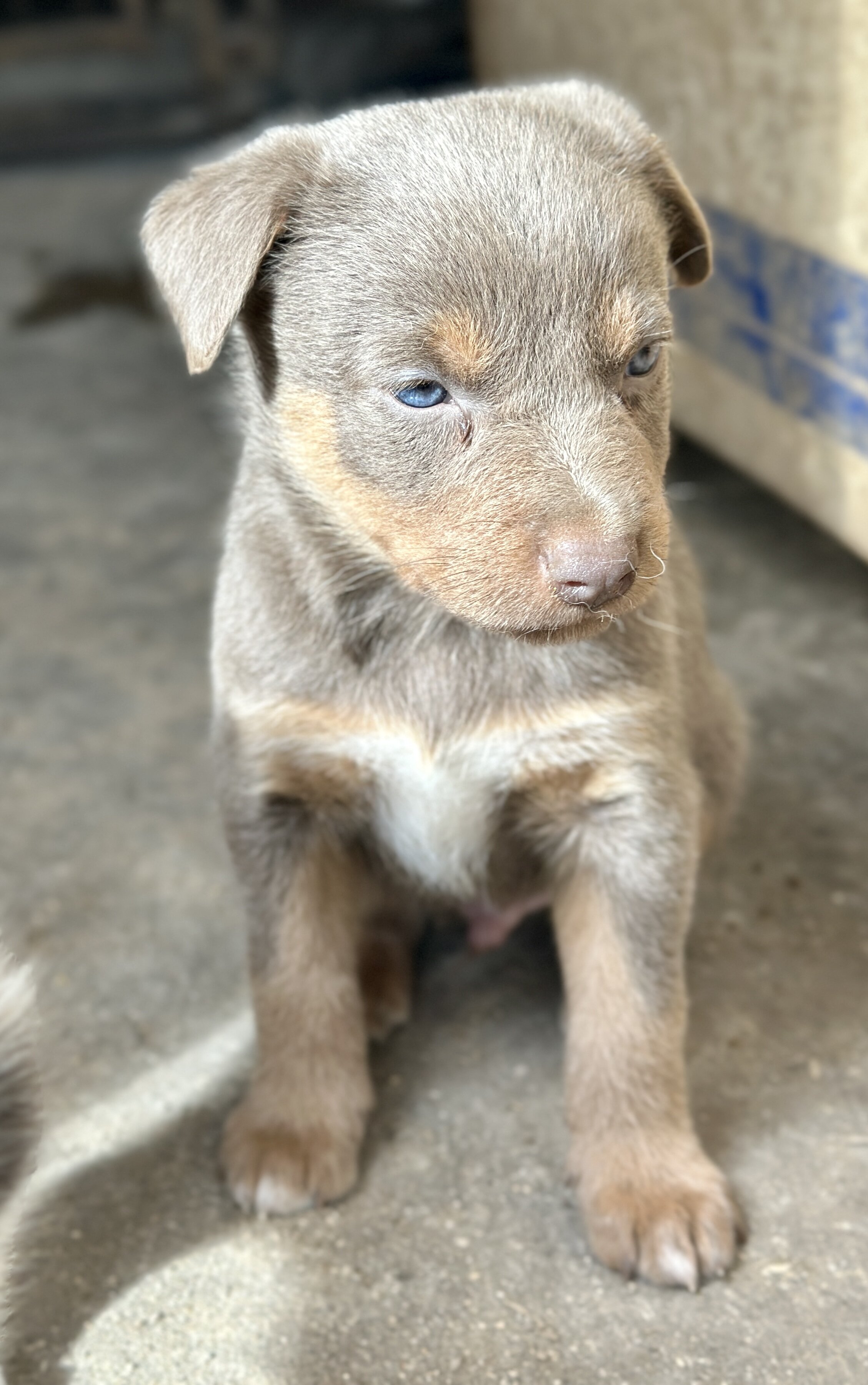 Australian Kelpie/Border Collie pups  2/23,/26 image 4