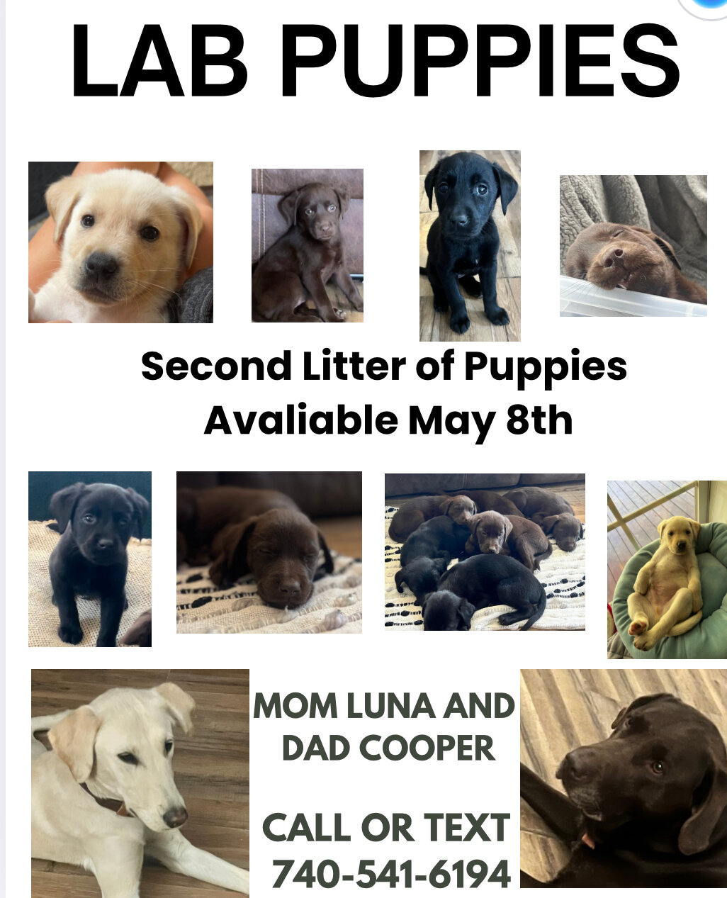 Lab Puppies image 1