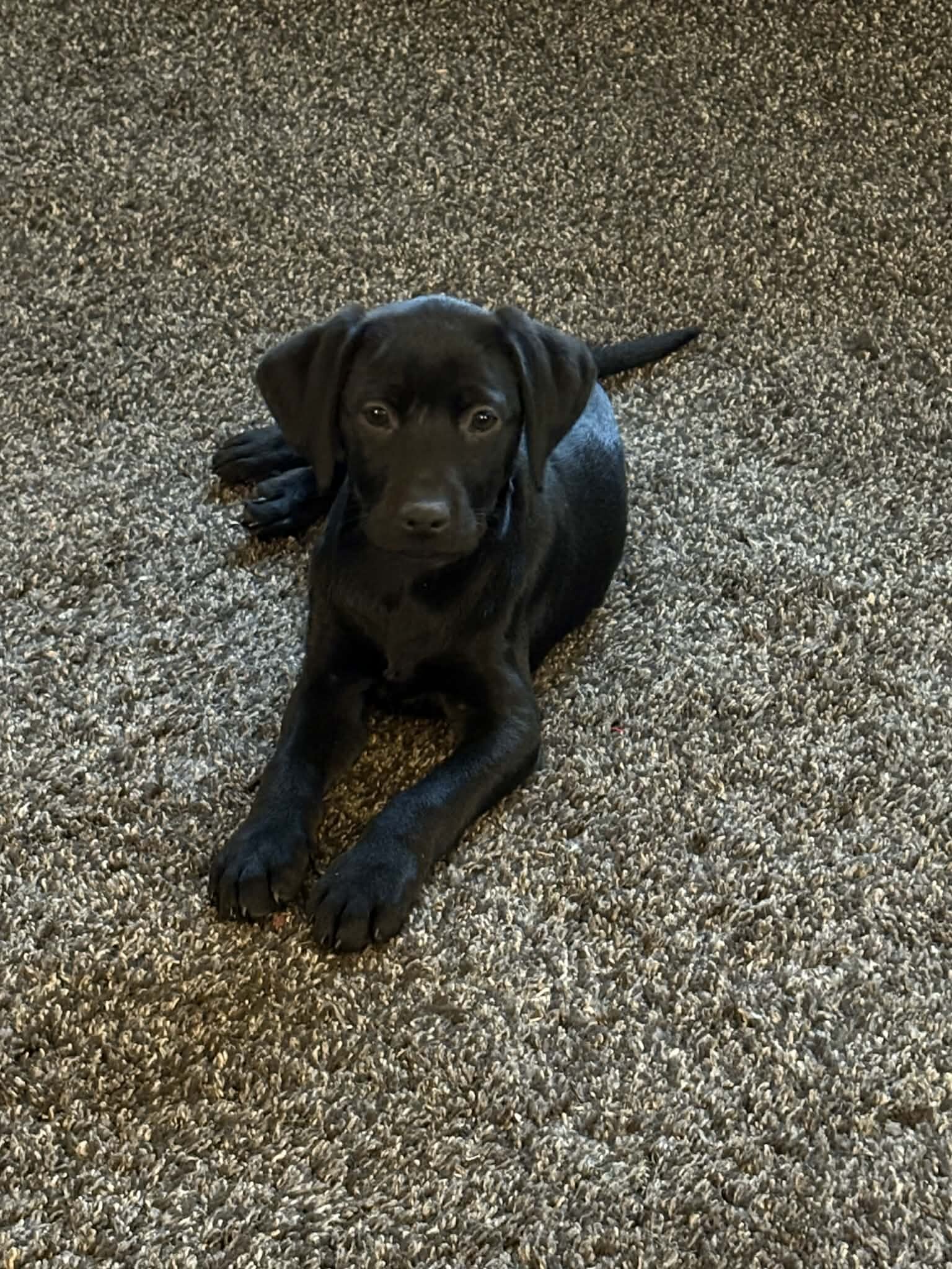 Black lab mix image 1