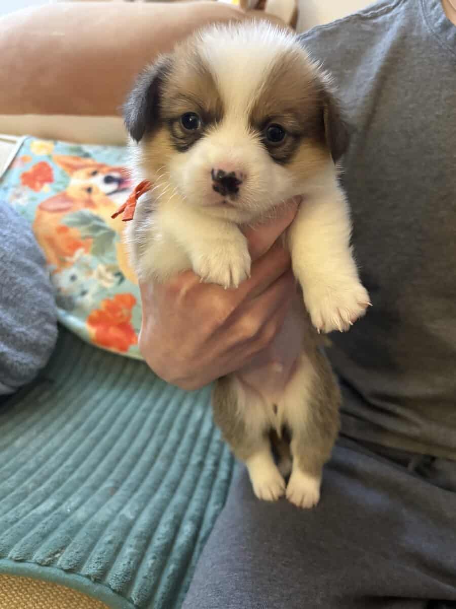 Pembroke welsh corgi pups image 7