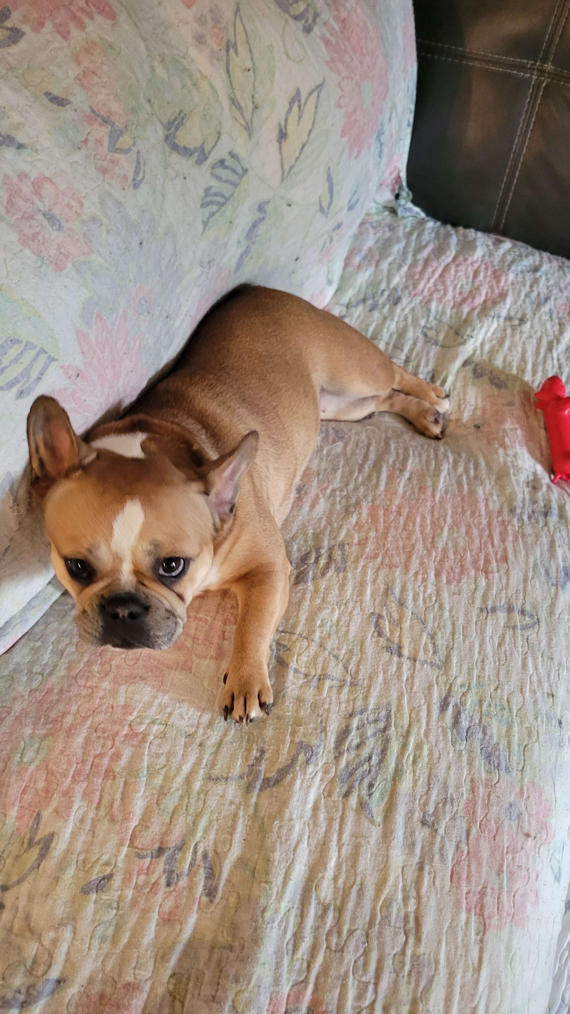 French bulldog image 3