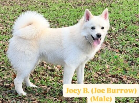 PLAYFUL MALE POMSKY PUPPY (JOEY) image 1