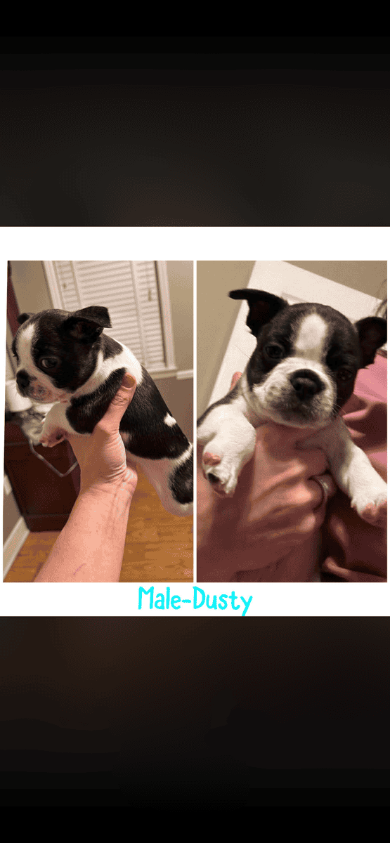 Boston terrier/ frenchie image 1