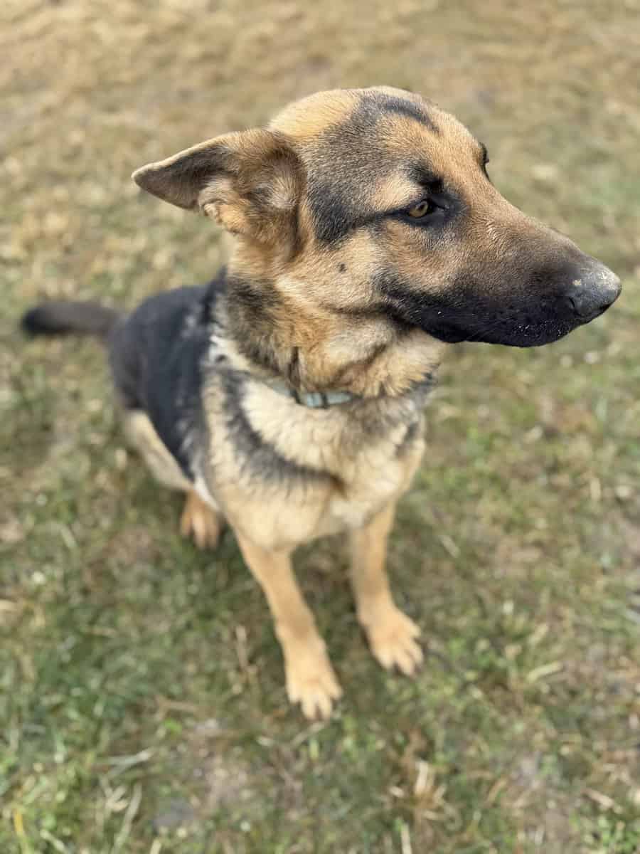 Female German shepherd mix image 3