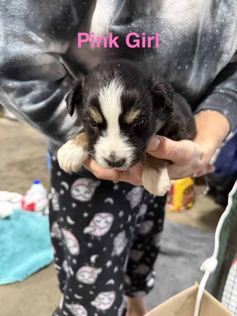 Aussie / Border Collie image 3