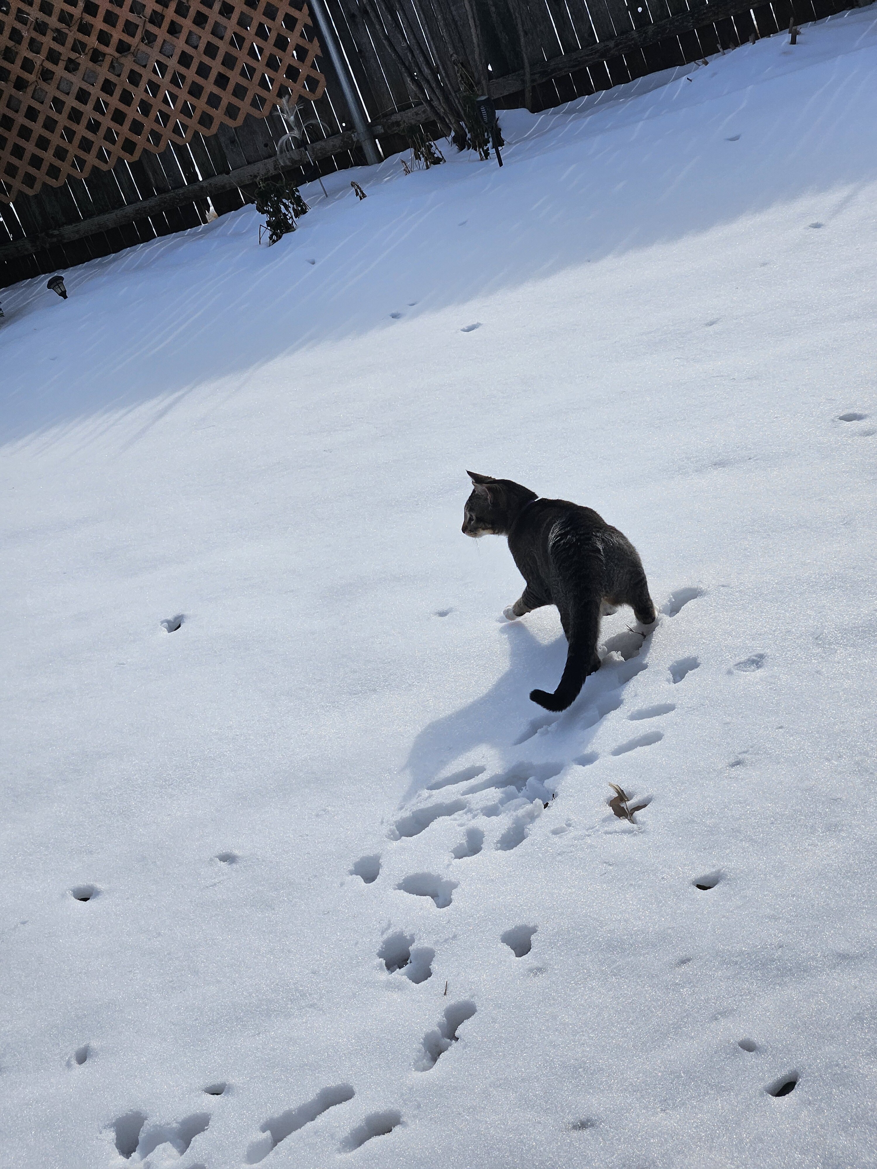 Male cat image 5
