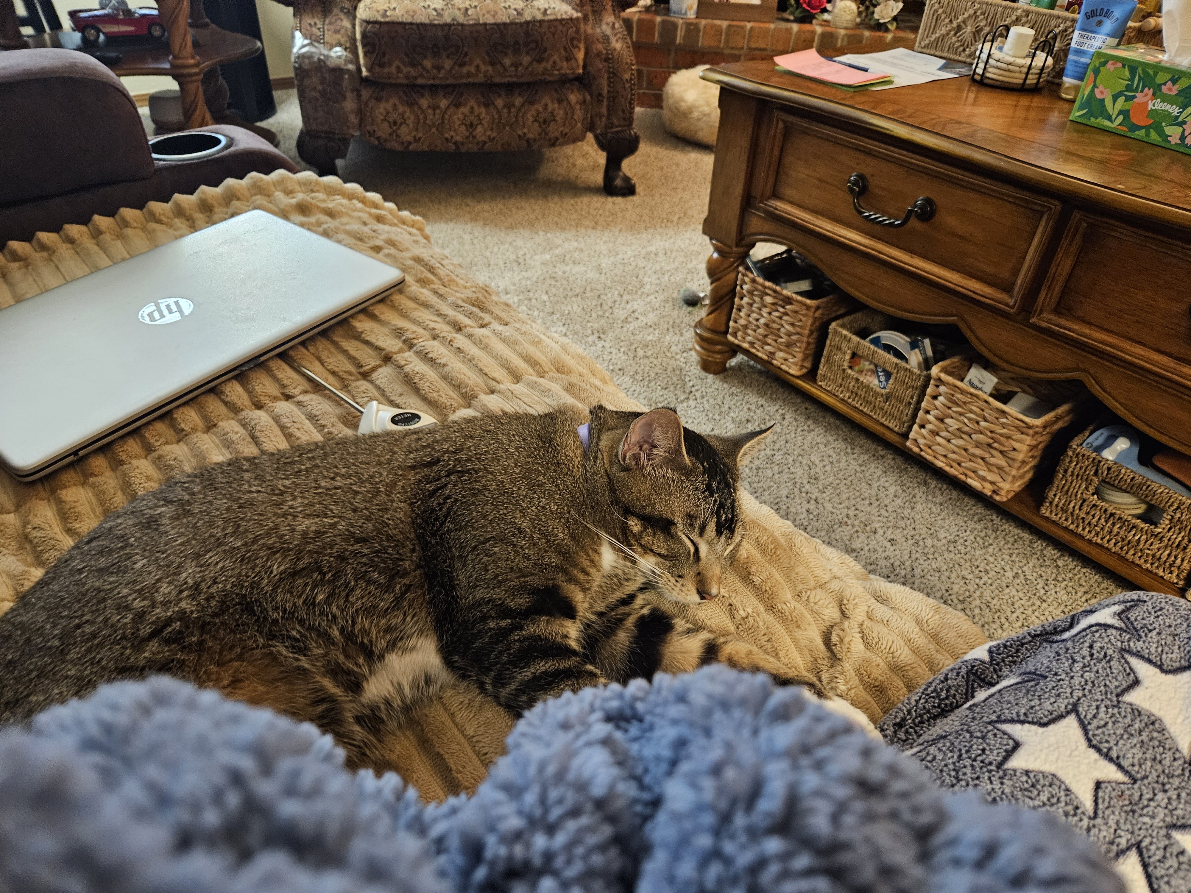 Male cat image 6