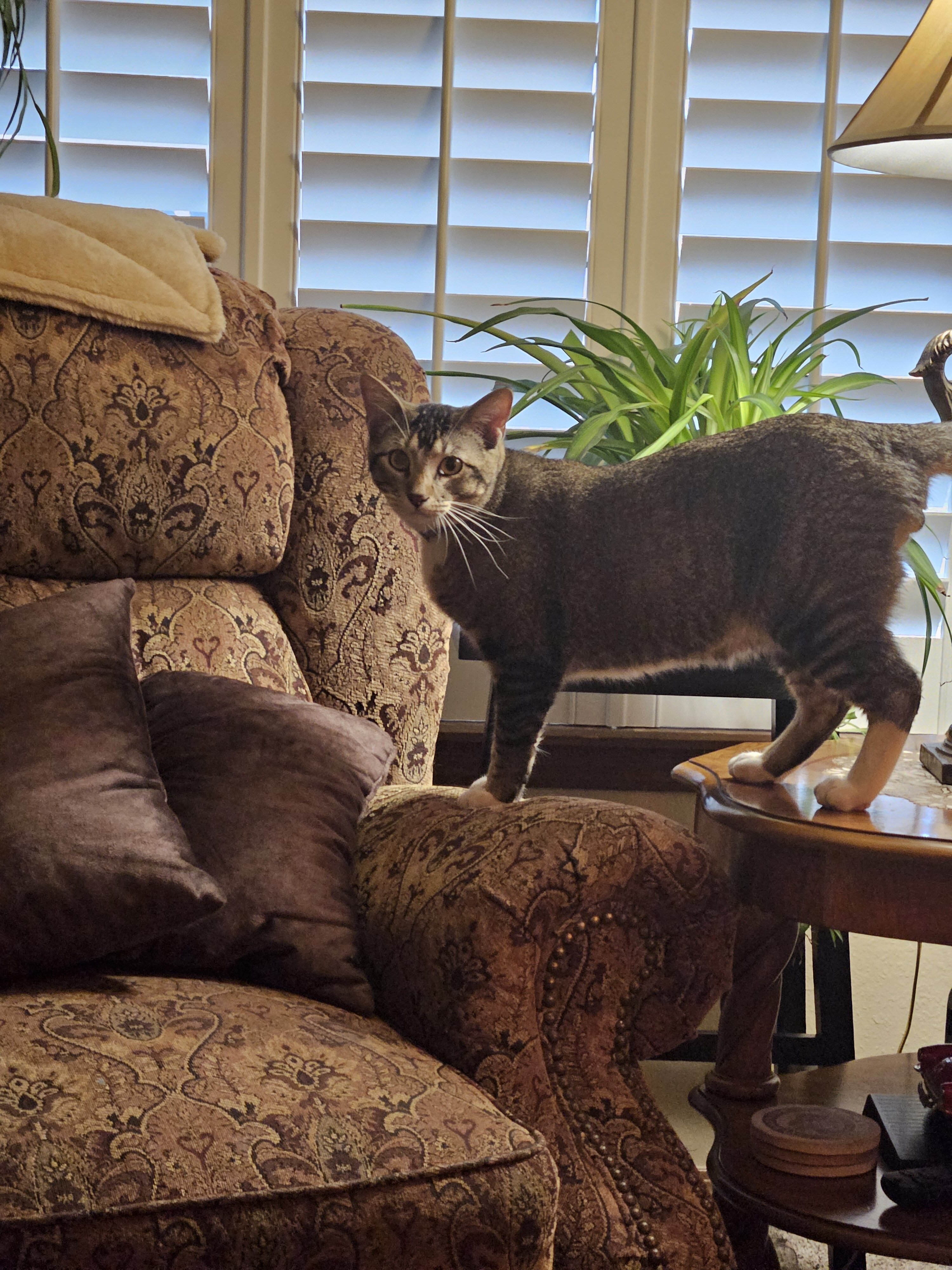 Male cat image 1
