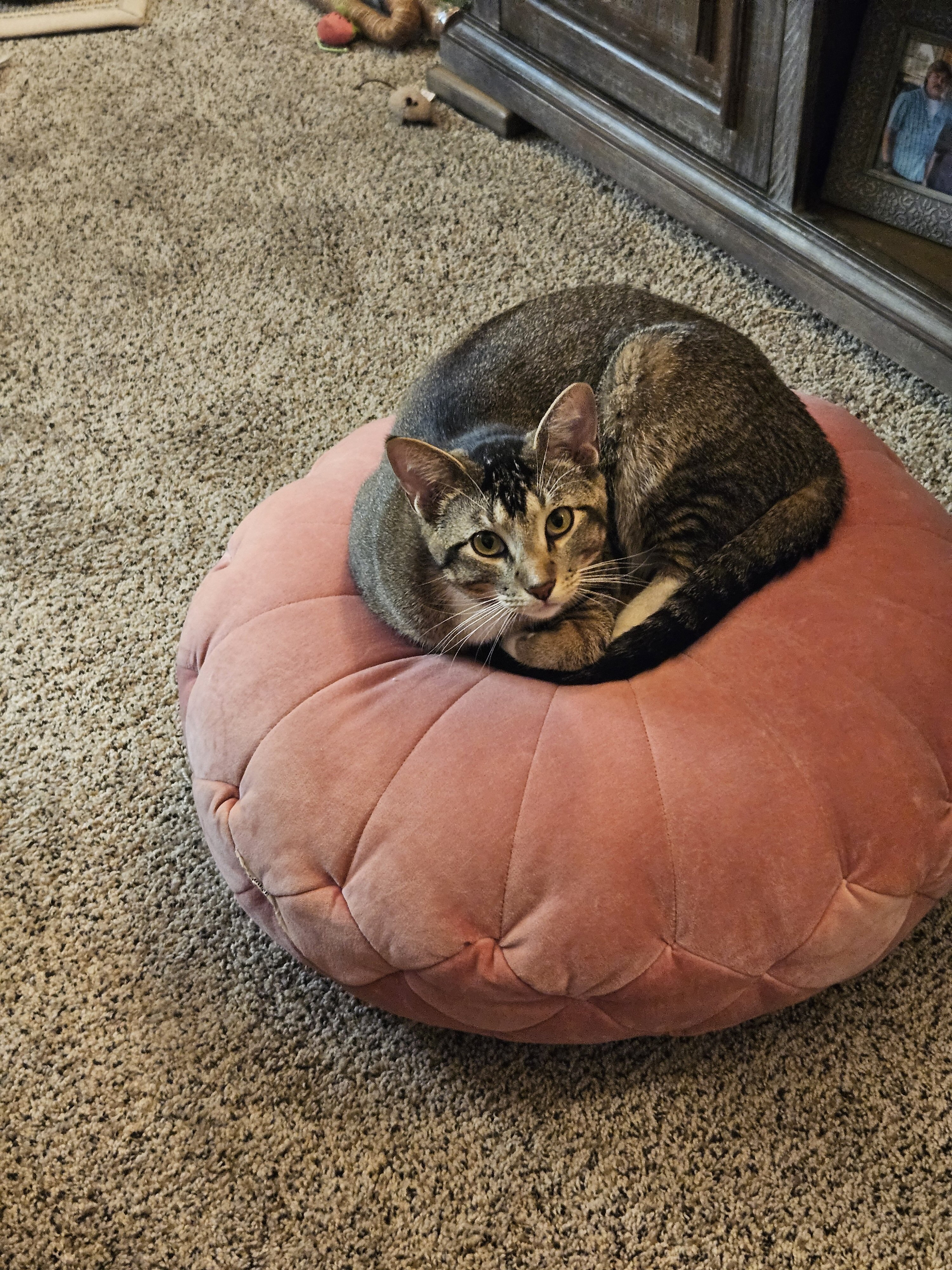 Male cat image 2