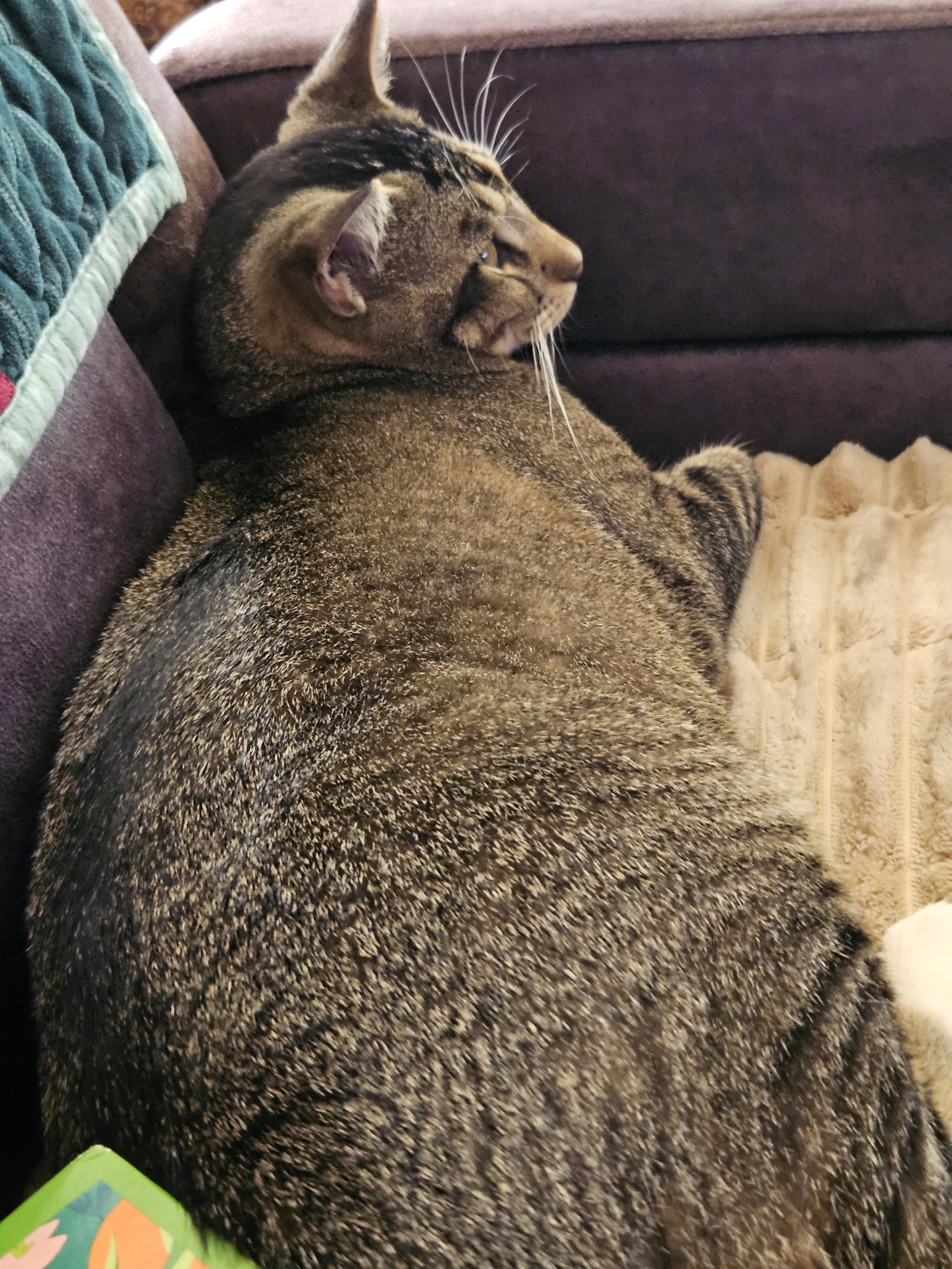 Male cat image 3