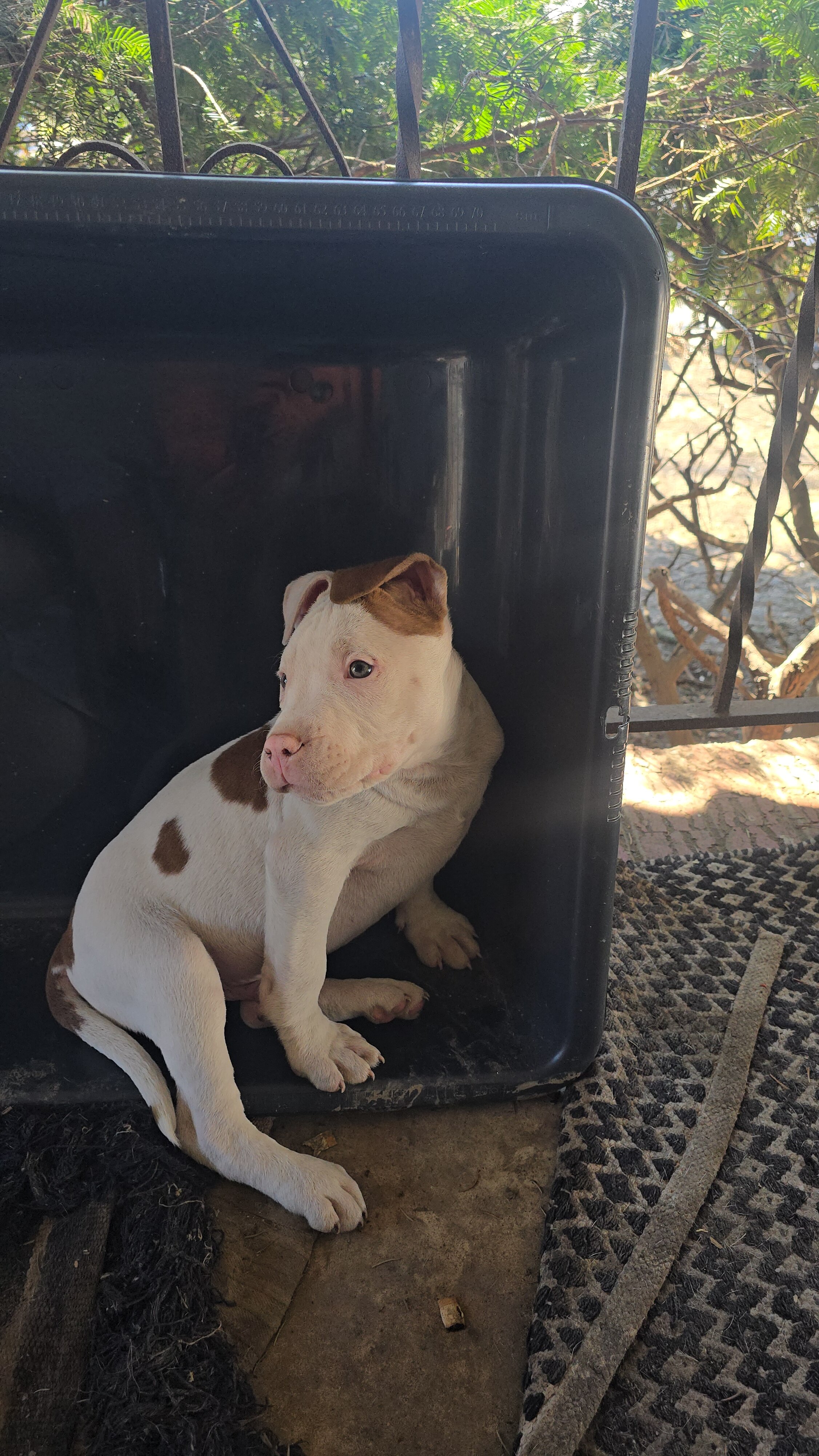 sweet puppy image 3