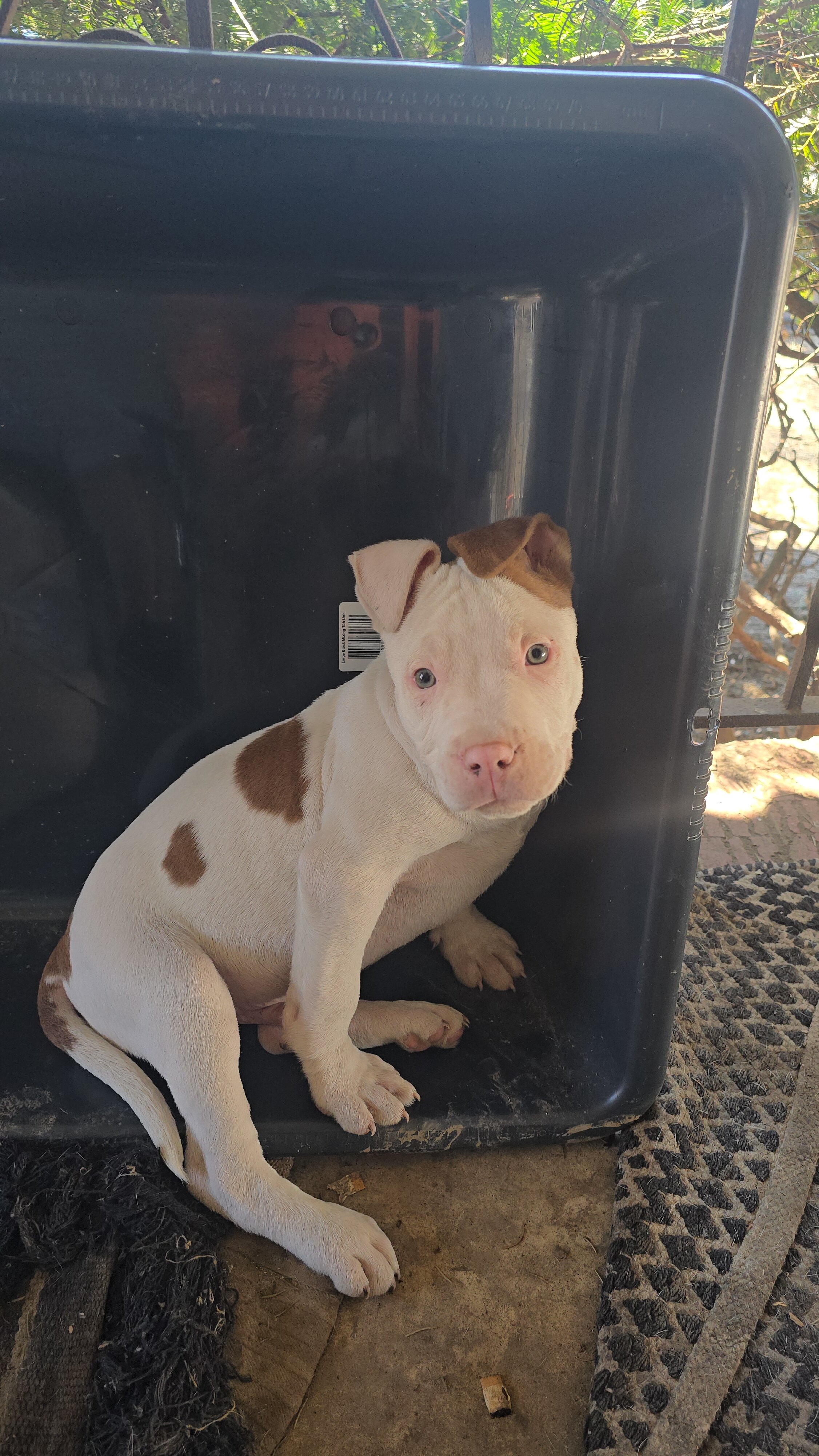 sweet puppy image 2