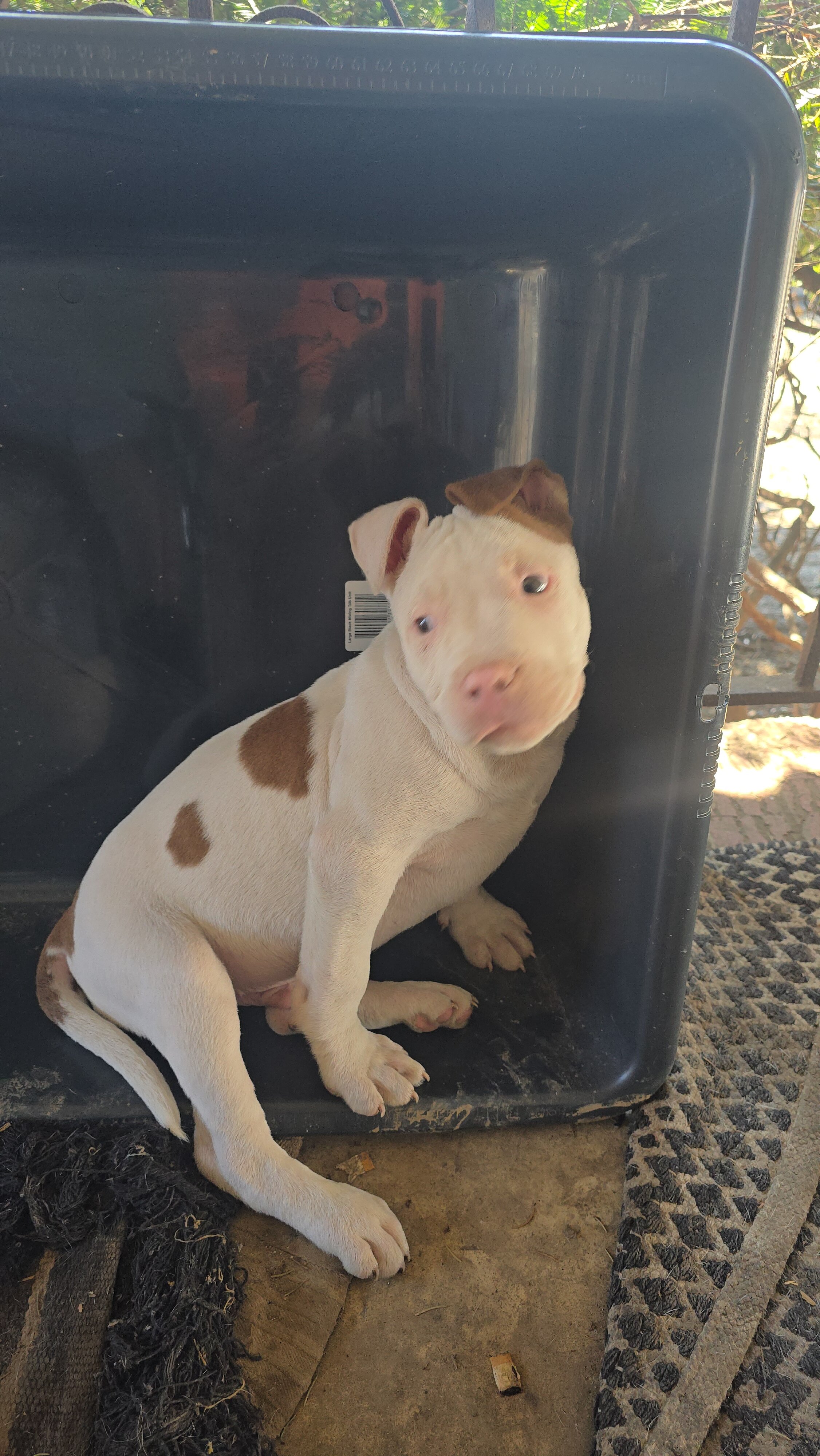 sweet puppy image 1
