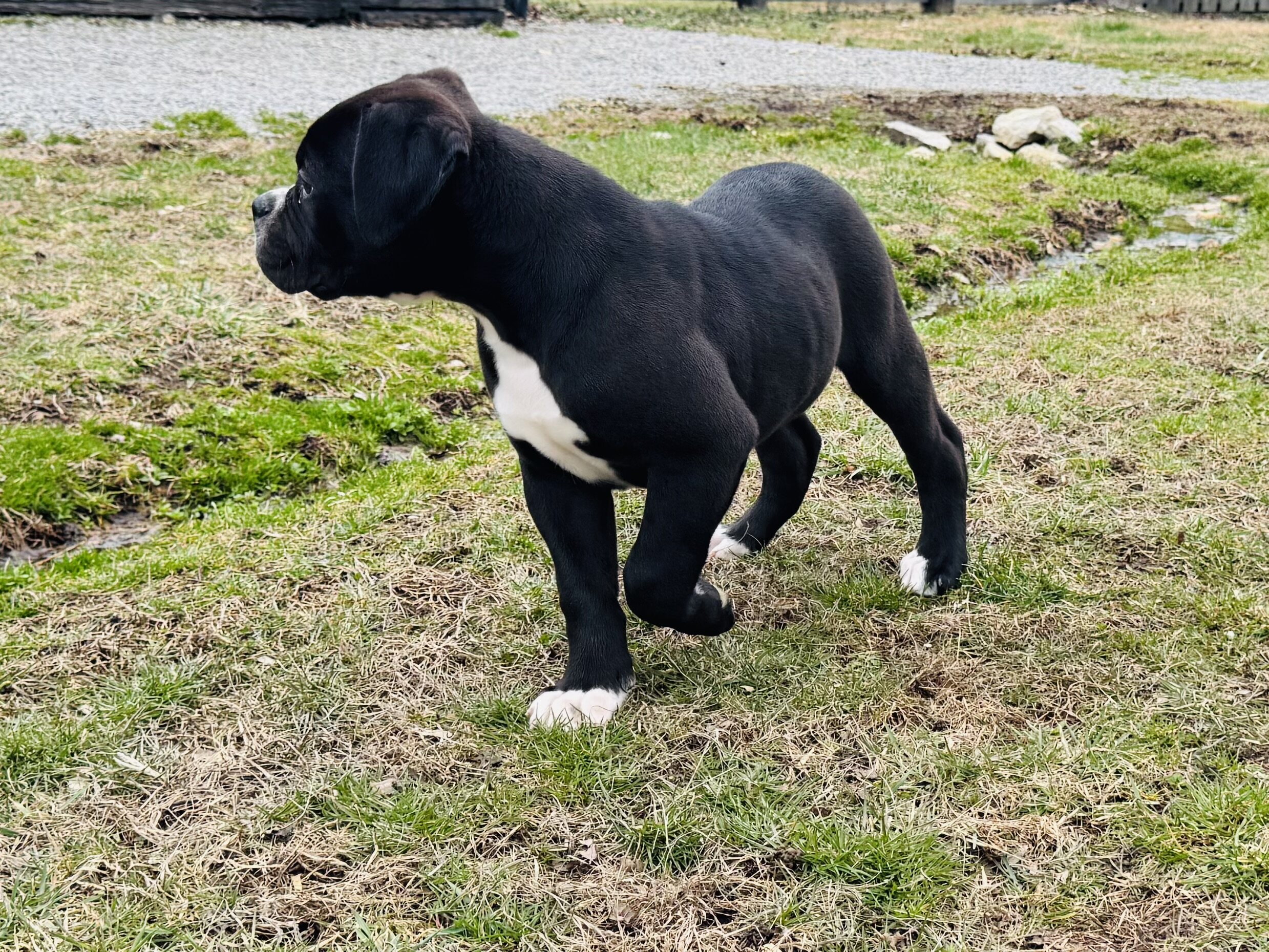 100% American Bulldog Puppy (Male) image 7