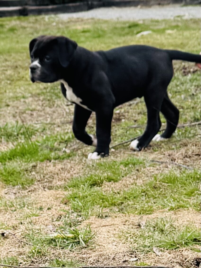 100% American Bulldog Puppy (Male) image 2