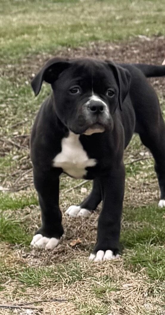 100% American Bulldog Puppy (Male) image 1