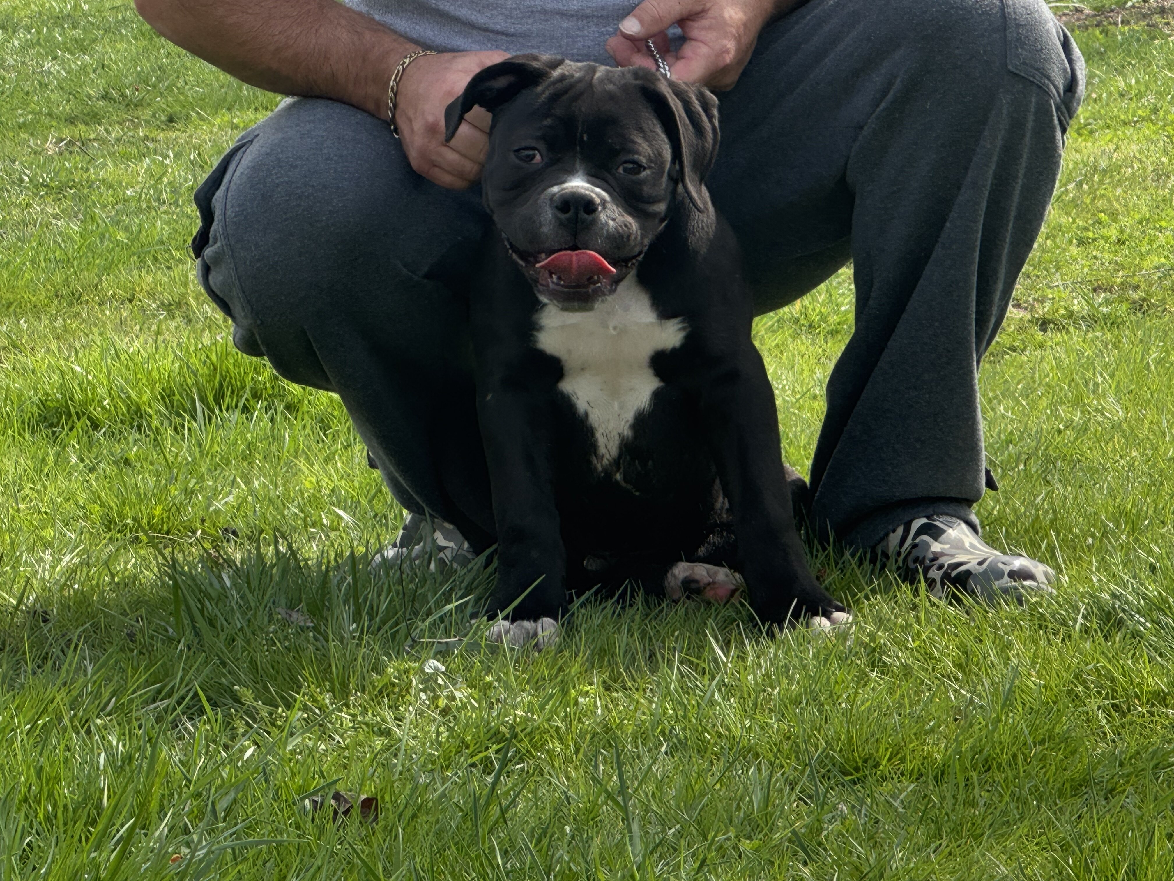 100% American Bulldog Puppy (Male) image 5