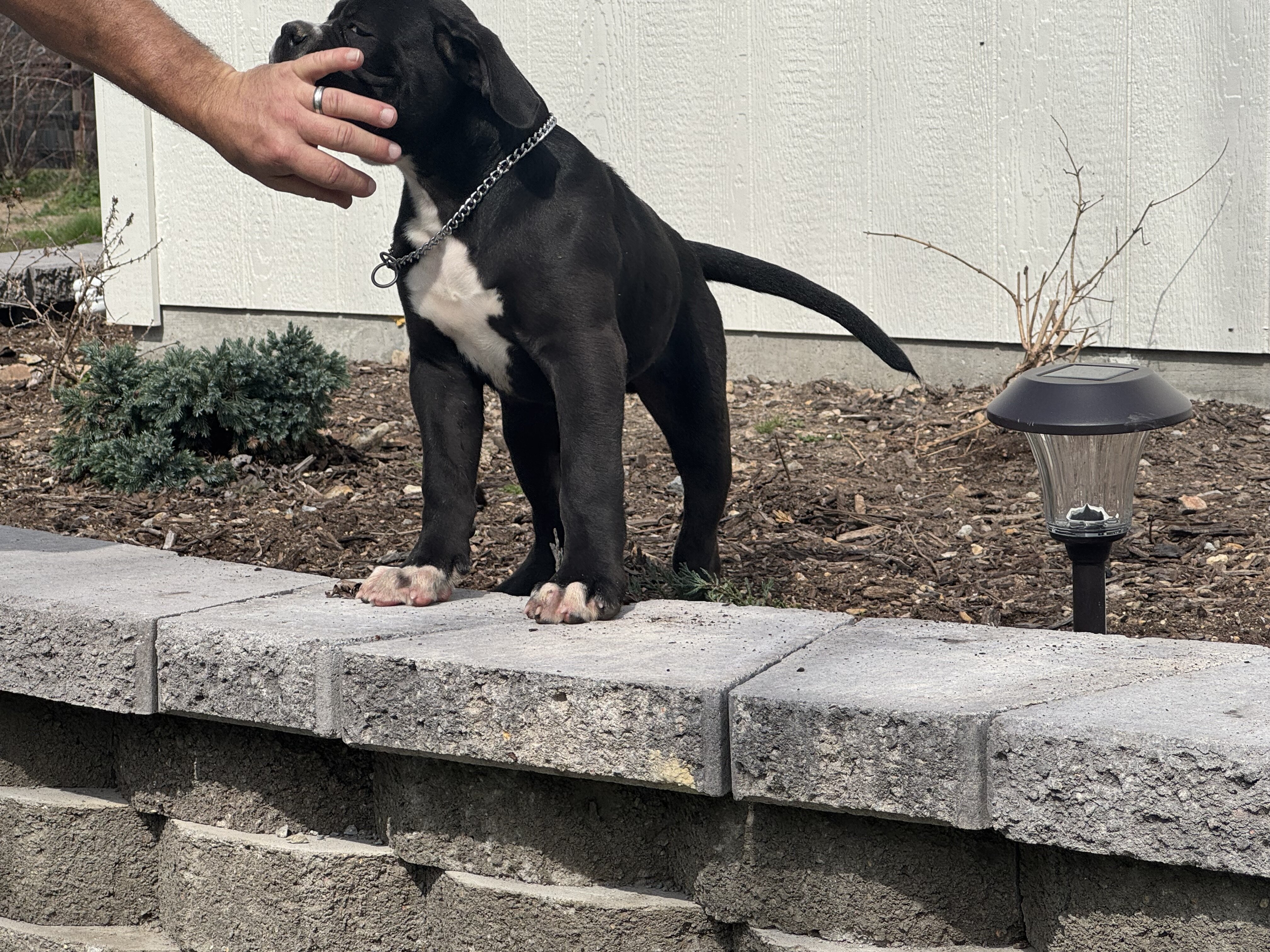 100% American Bulldog Puppy (Male) image 3