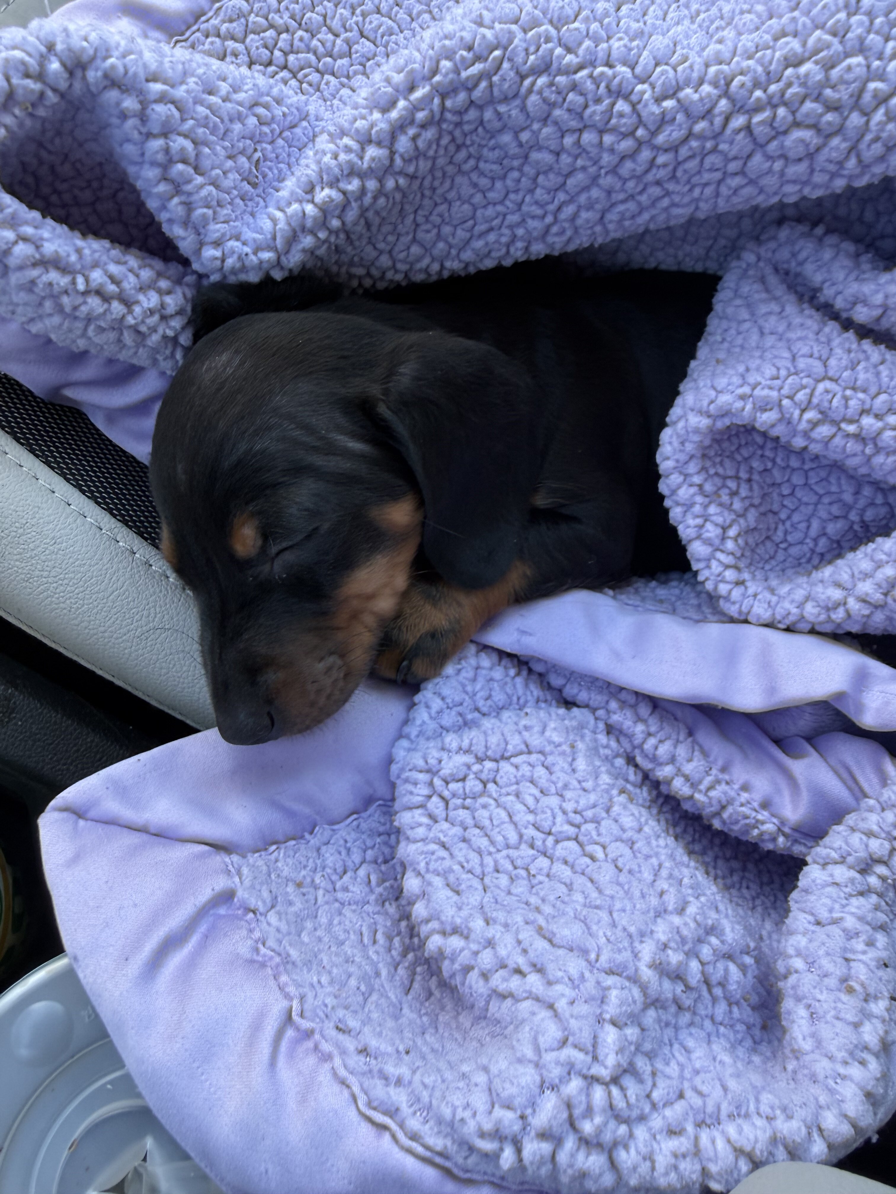 Female Miniature dachshund image 4