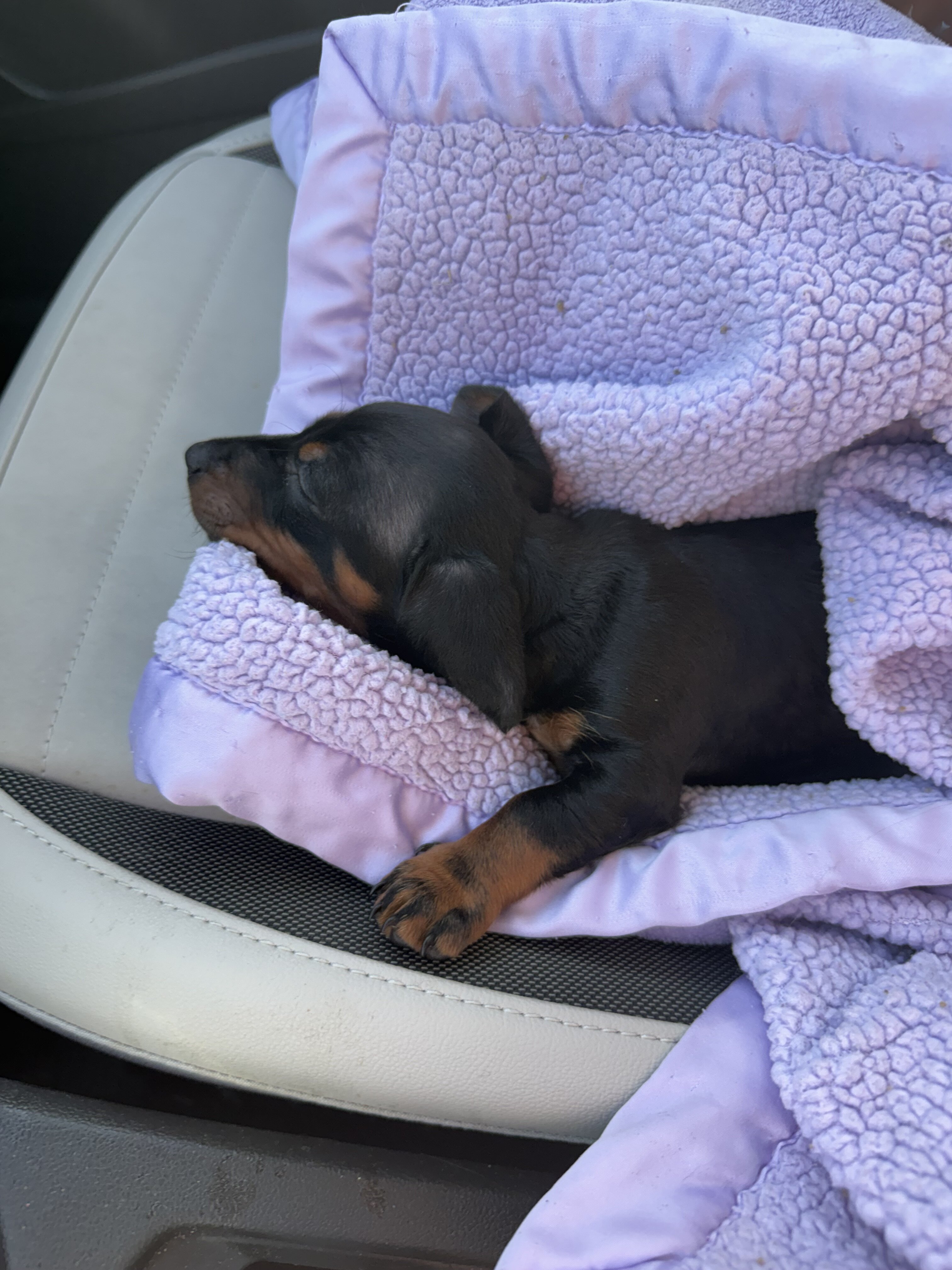 Female Miniature dachshund image 5