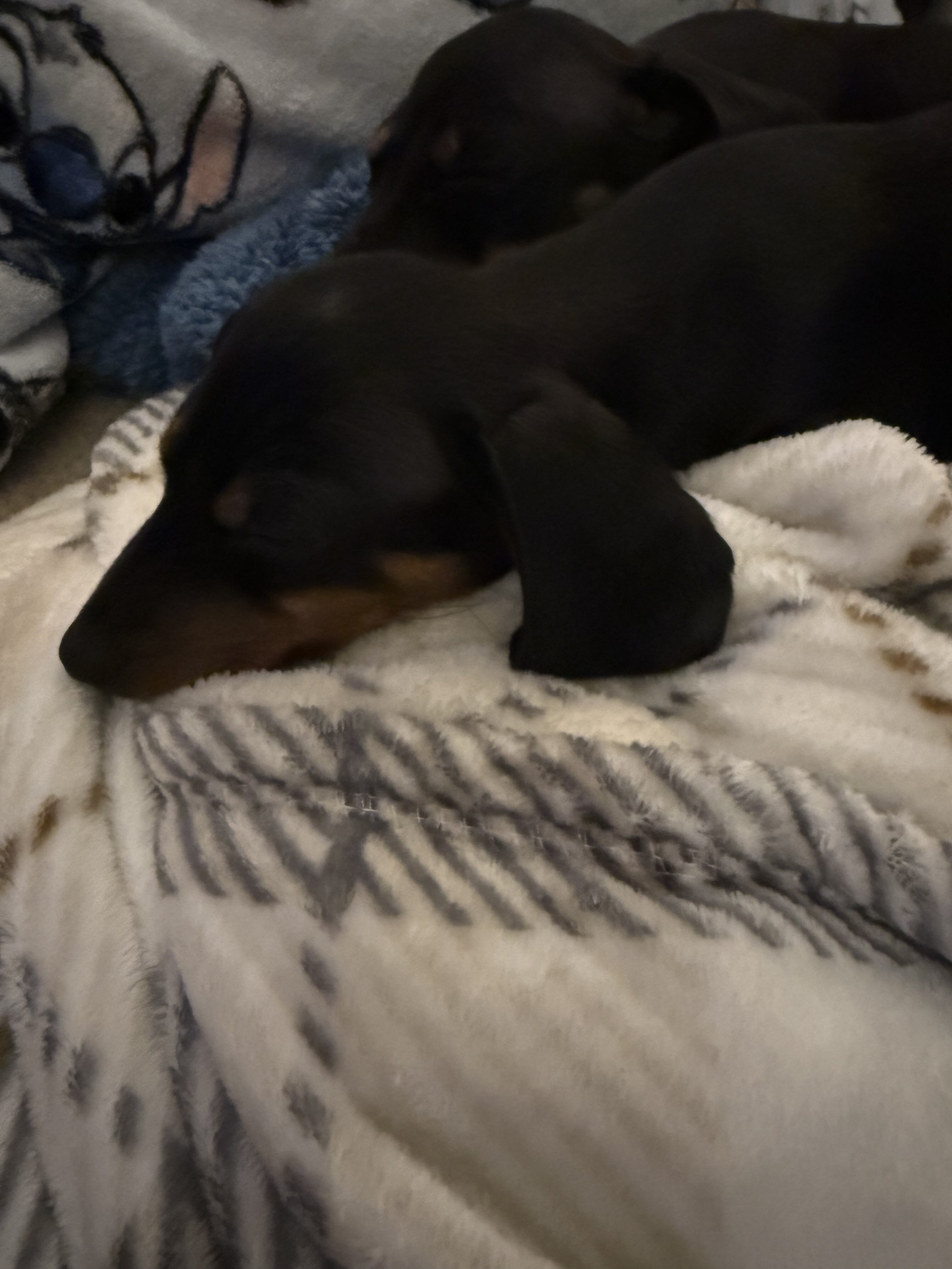 Female Miniature dachshund image 3
