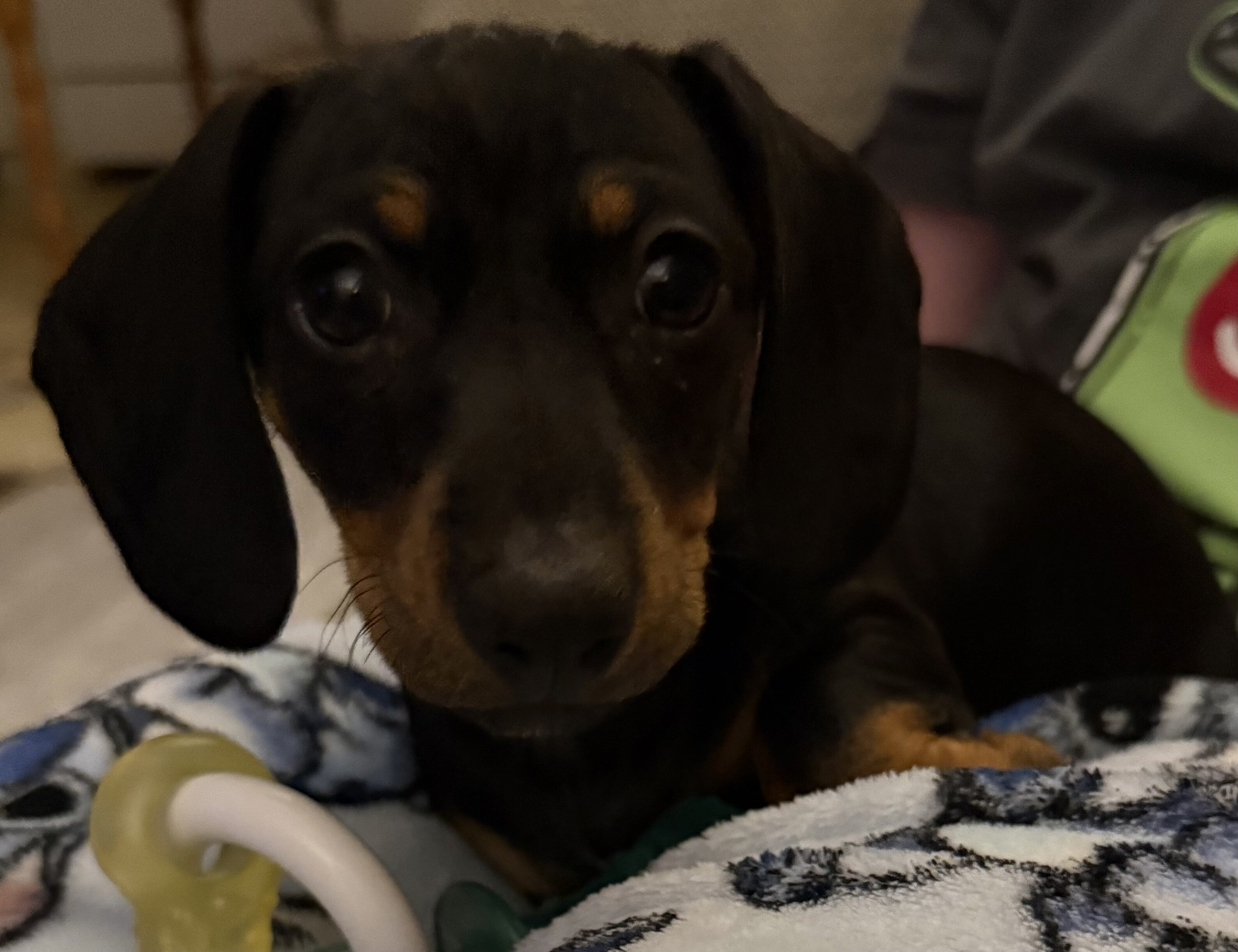 Female Miniature dachshund image 2