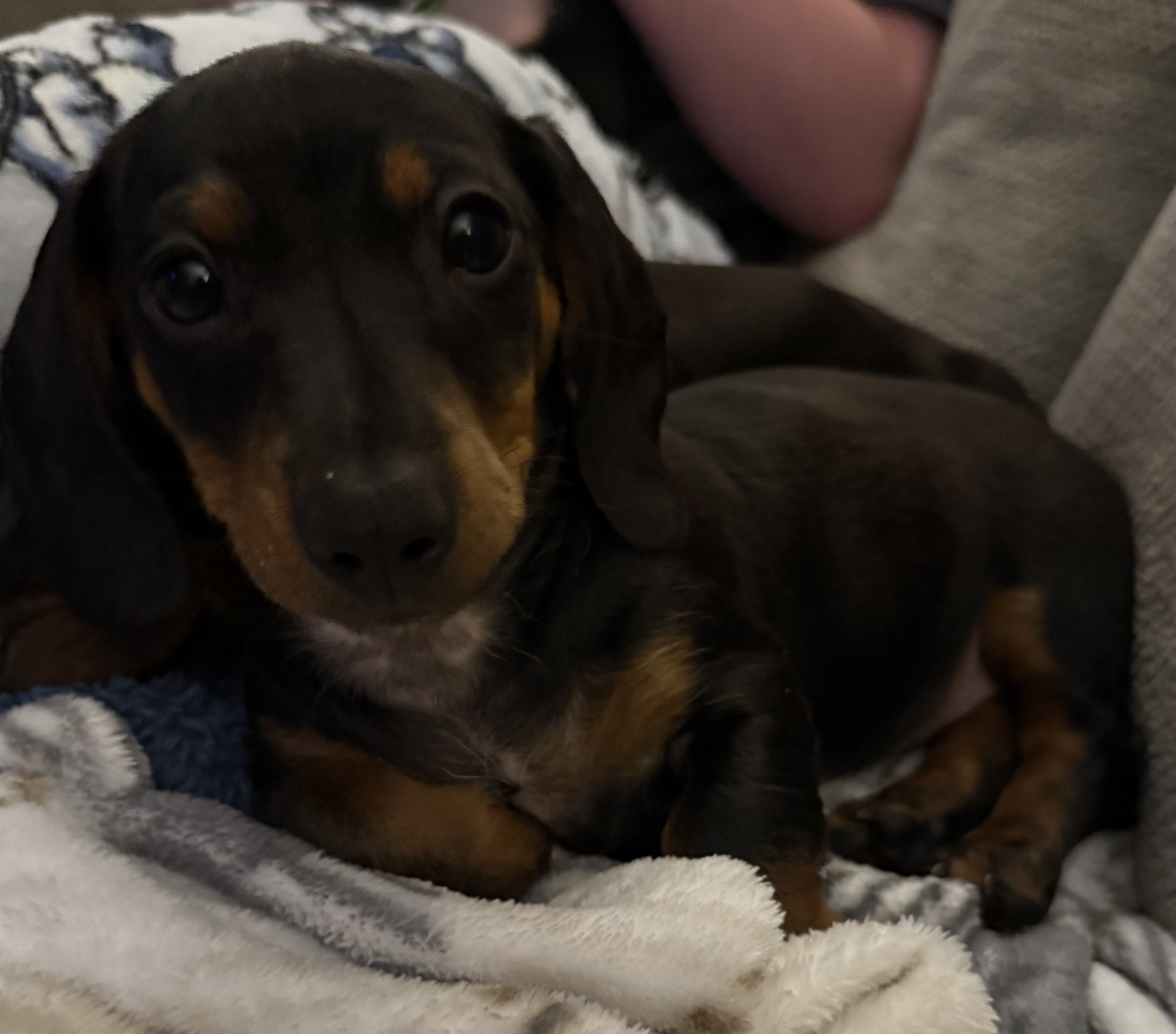 Female Miniature dachshund image 1