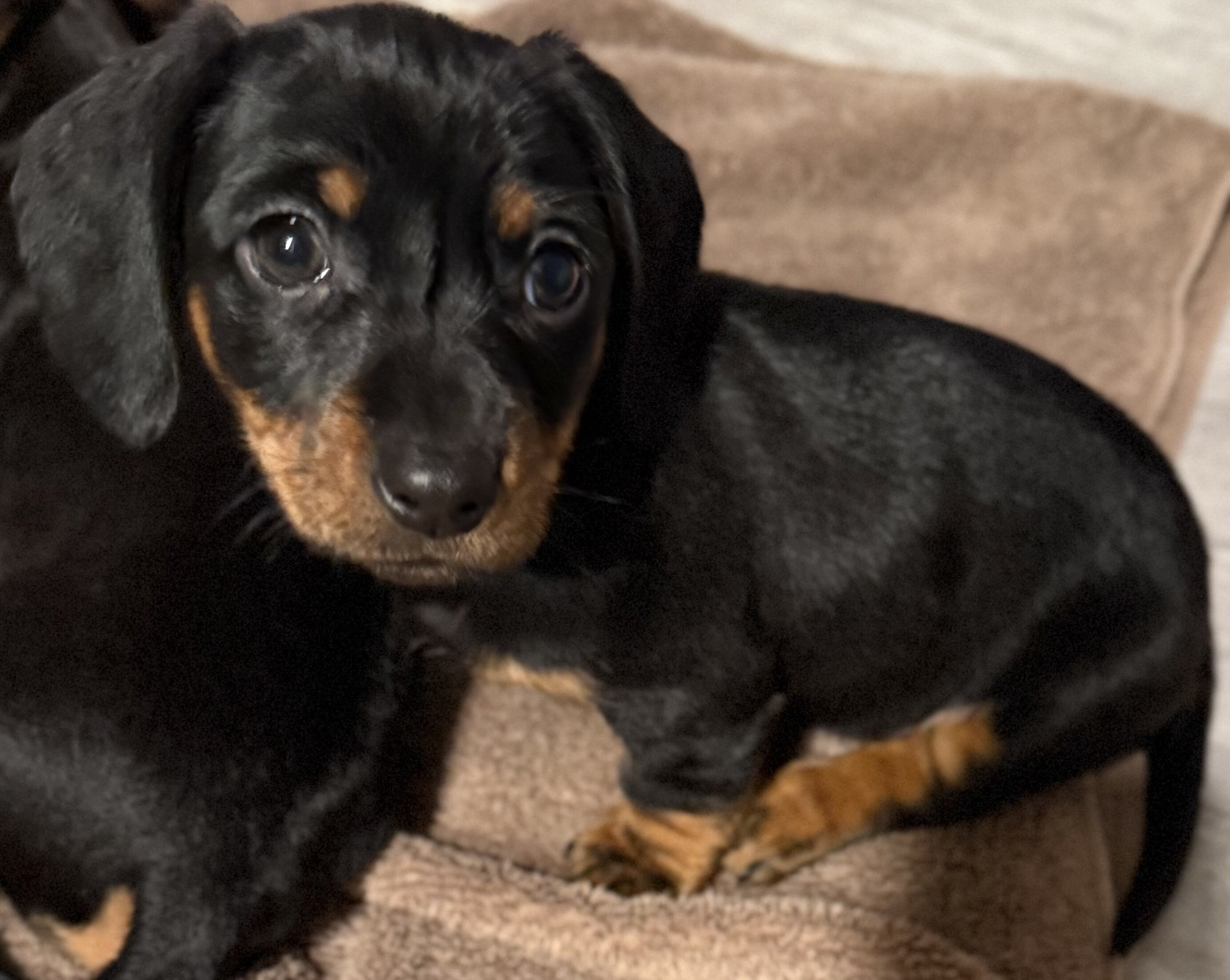 Male miniature dachshund image 1