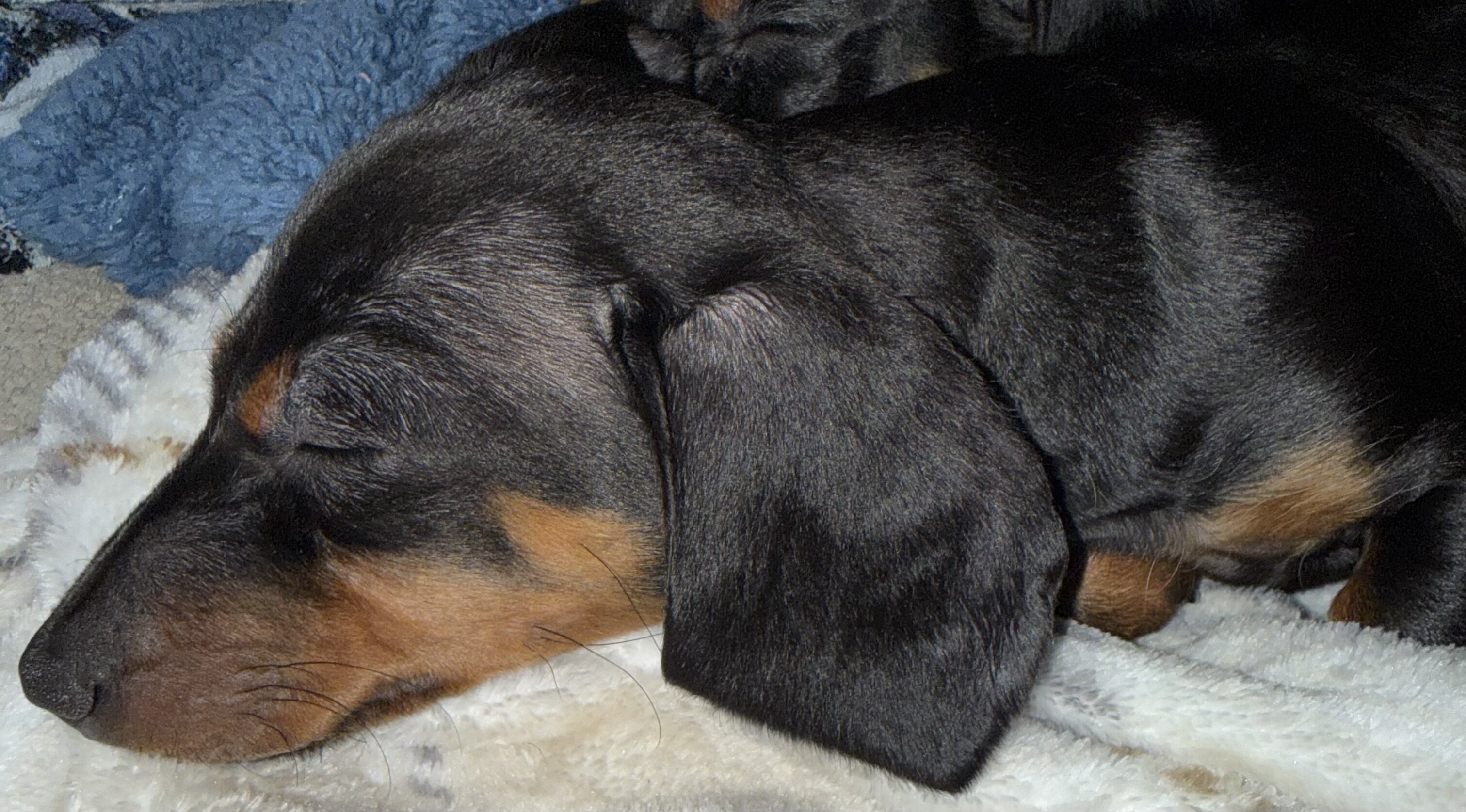 Male miniature dachshund image 3