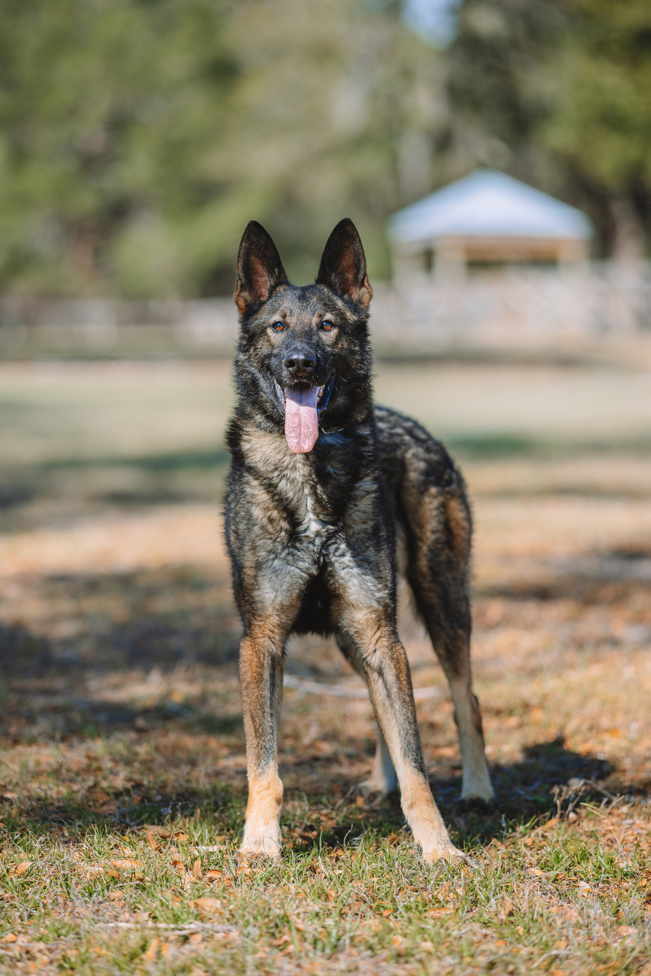 European Line Czech Shepherd image 1