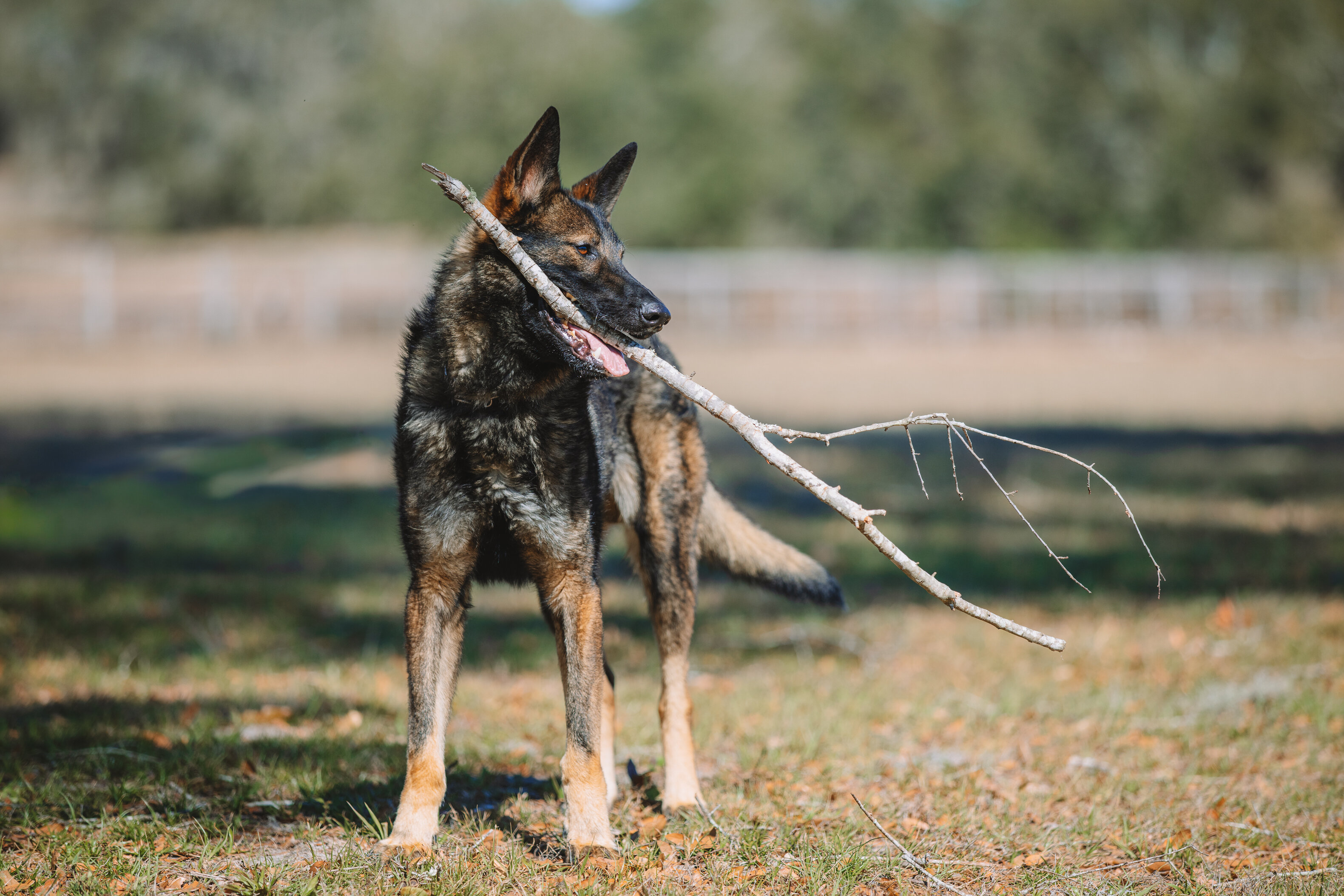 European Line Czech Shepherd image 2