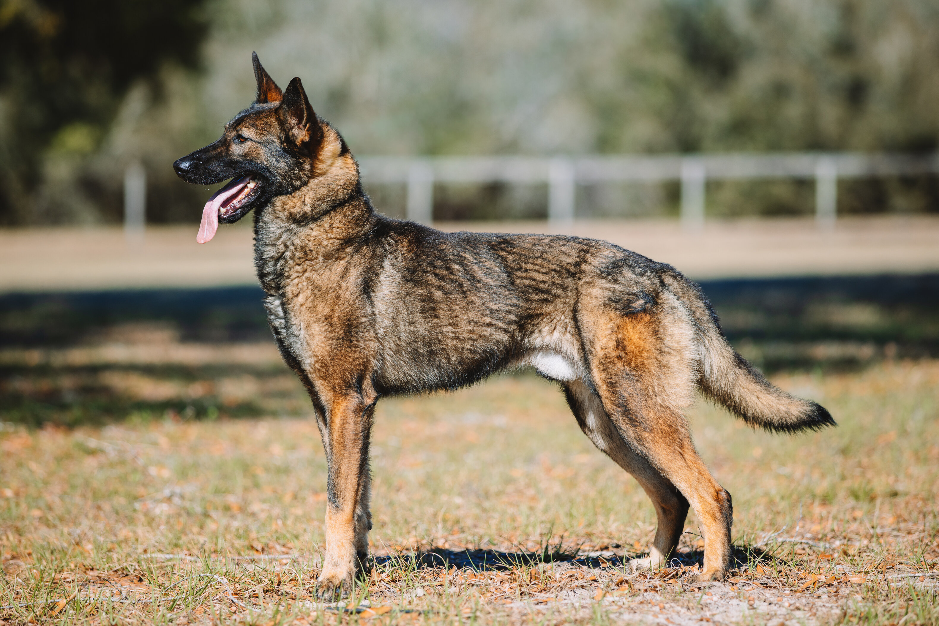 European Line Czech Shepherd image 3