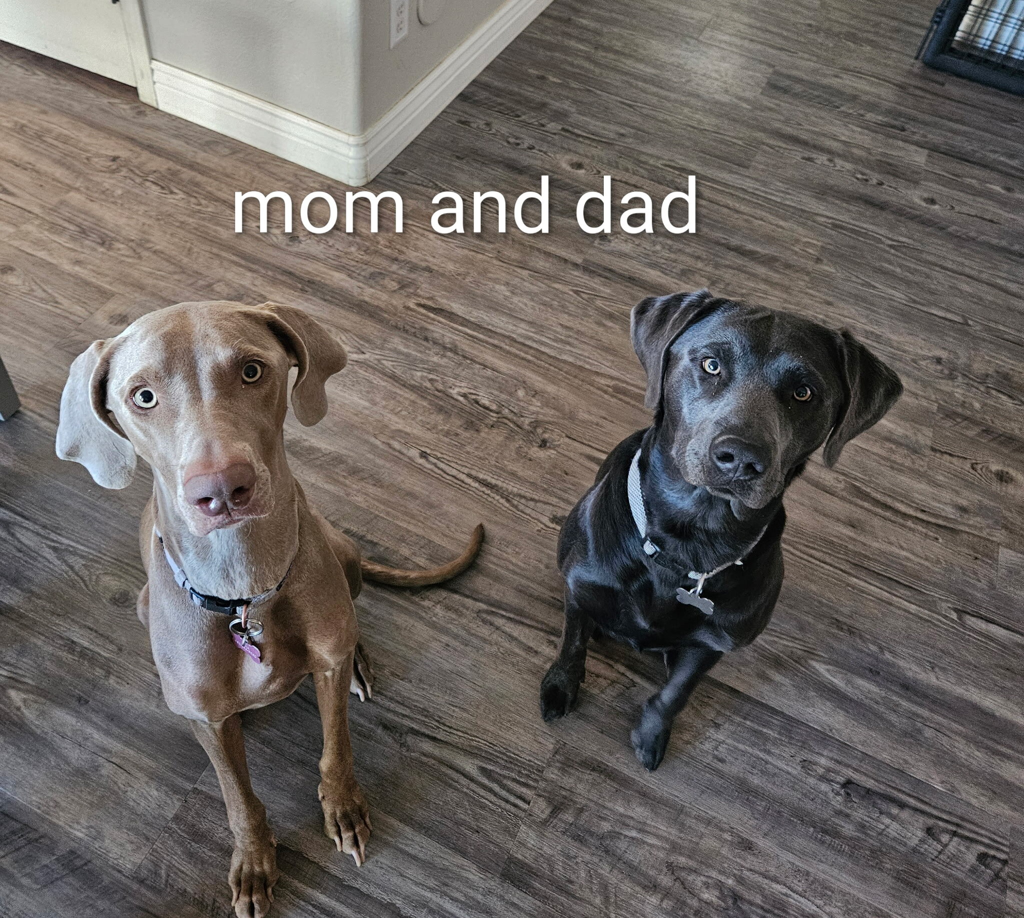 Labmaraner puppies image 5