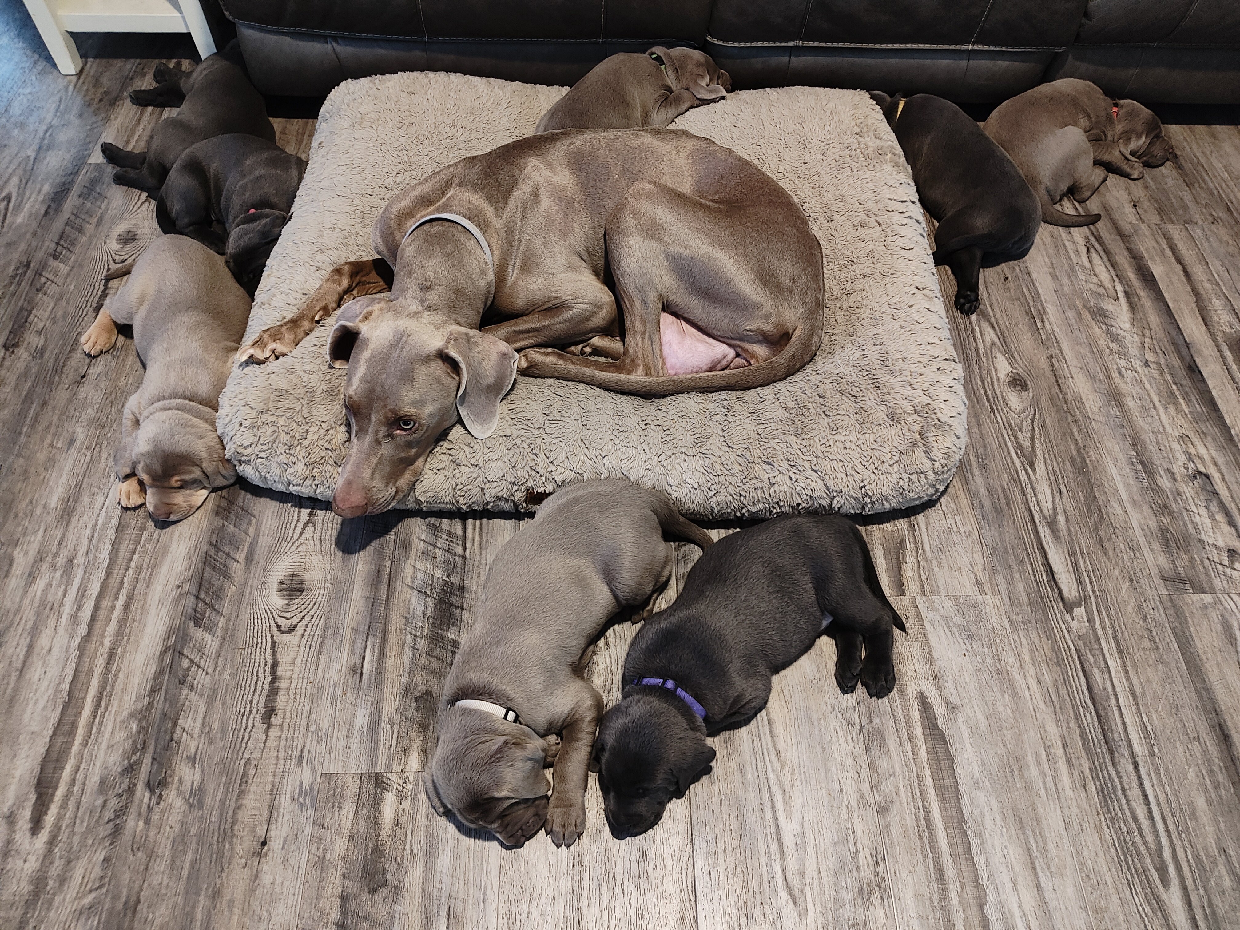 Labmaraner puppies image 9