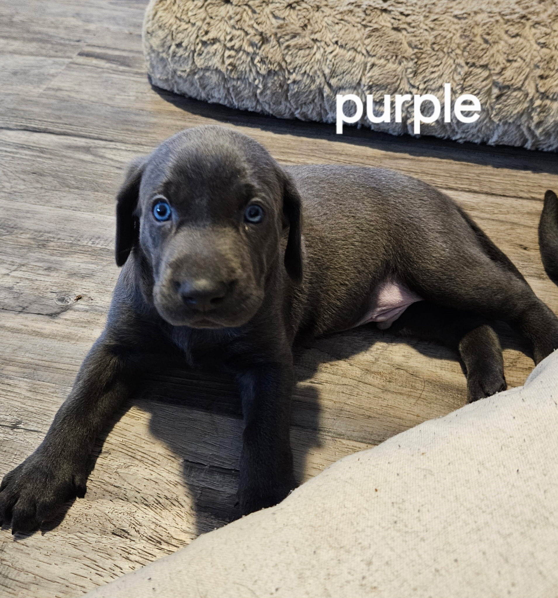 Labmaraner puppies image 6