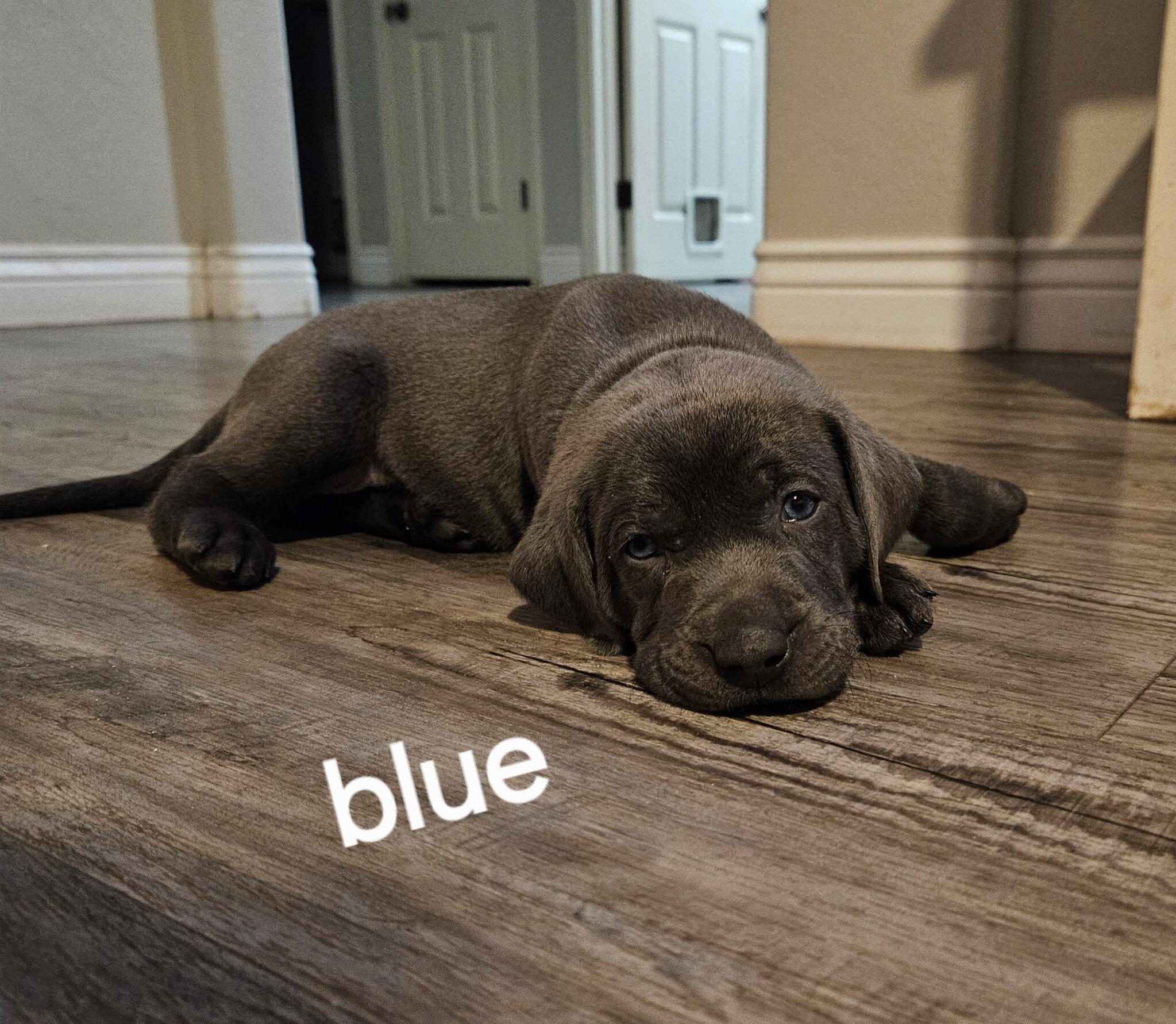 Labmaraner puppies image 7